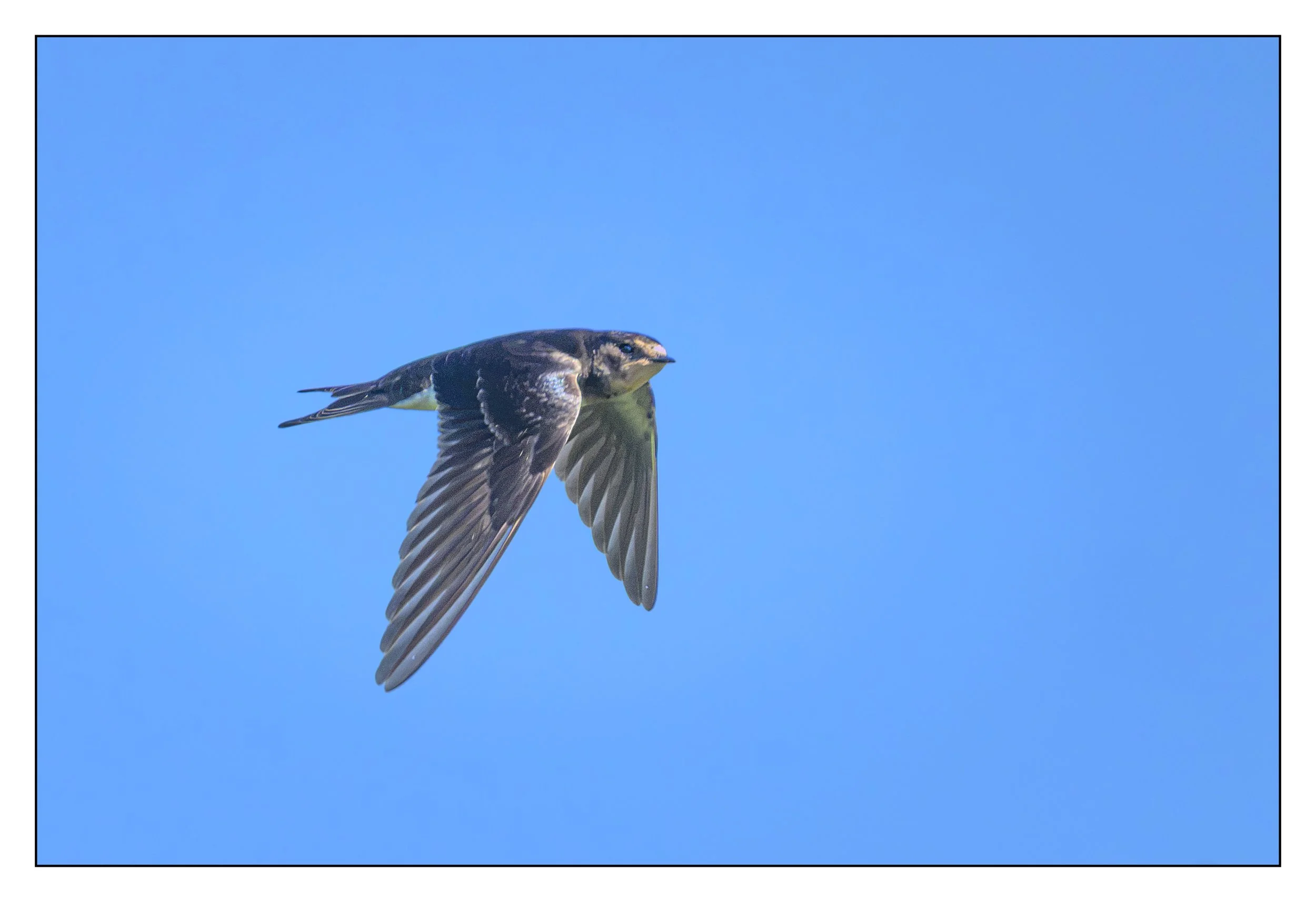 House Martin