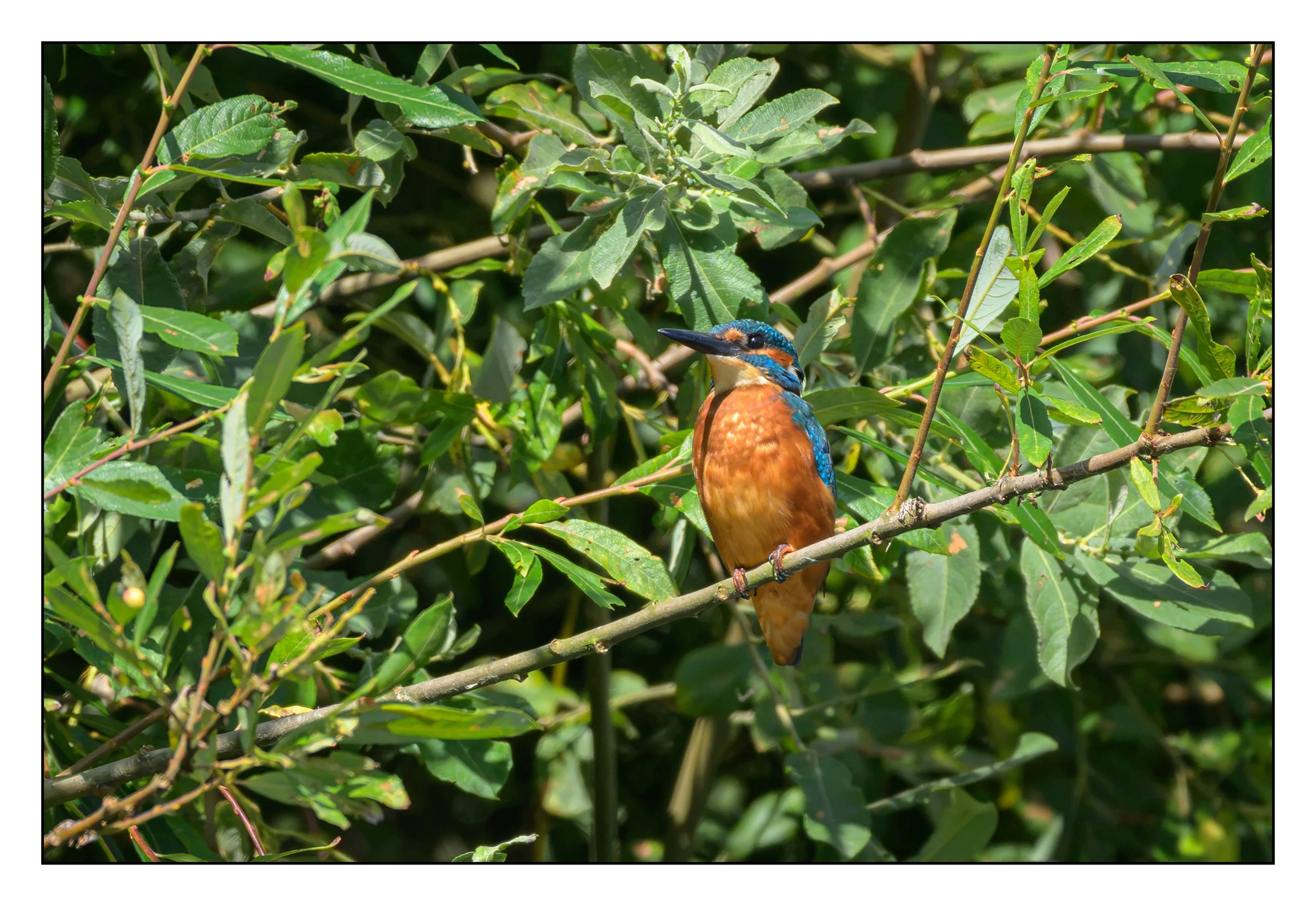Kingfisher