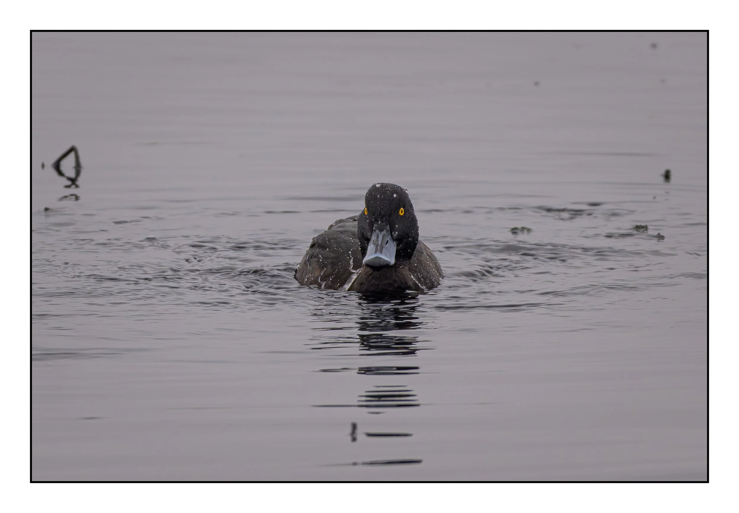 Tufted Duck