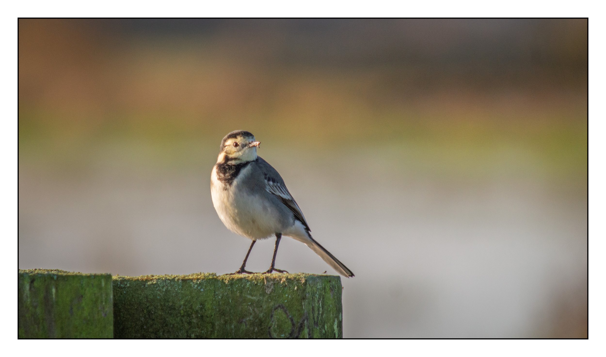 Pied Wagtail