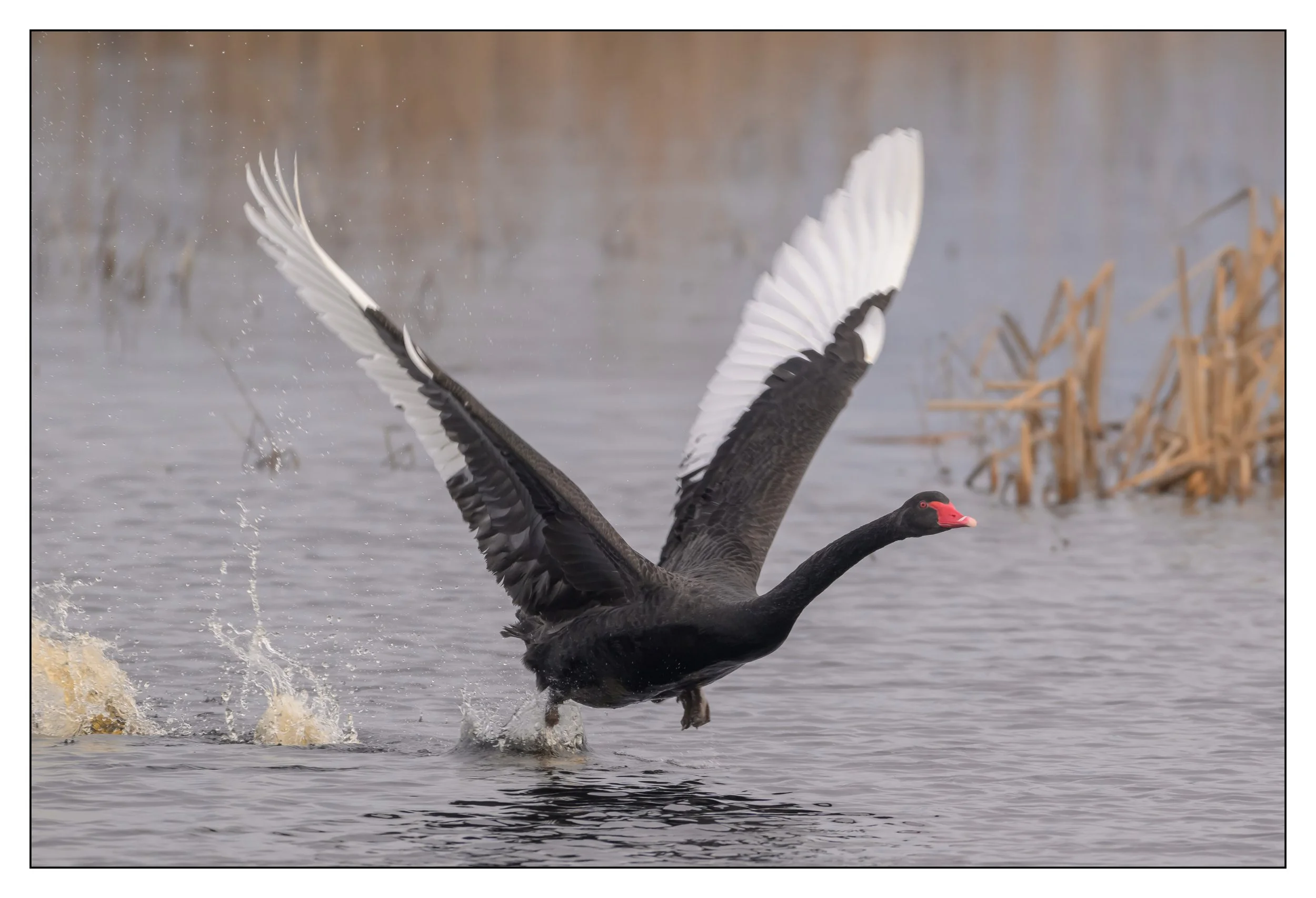 Black Swan