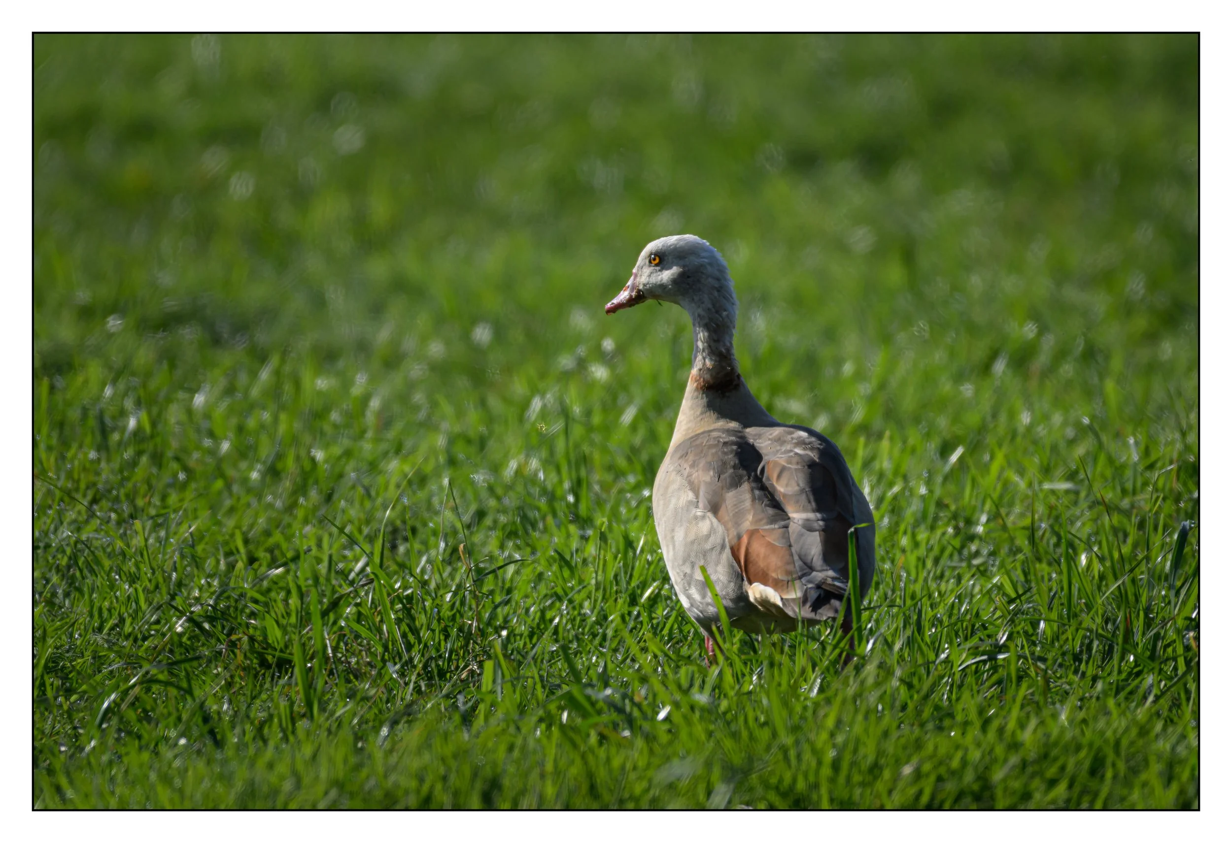 Egyptian Geese