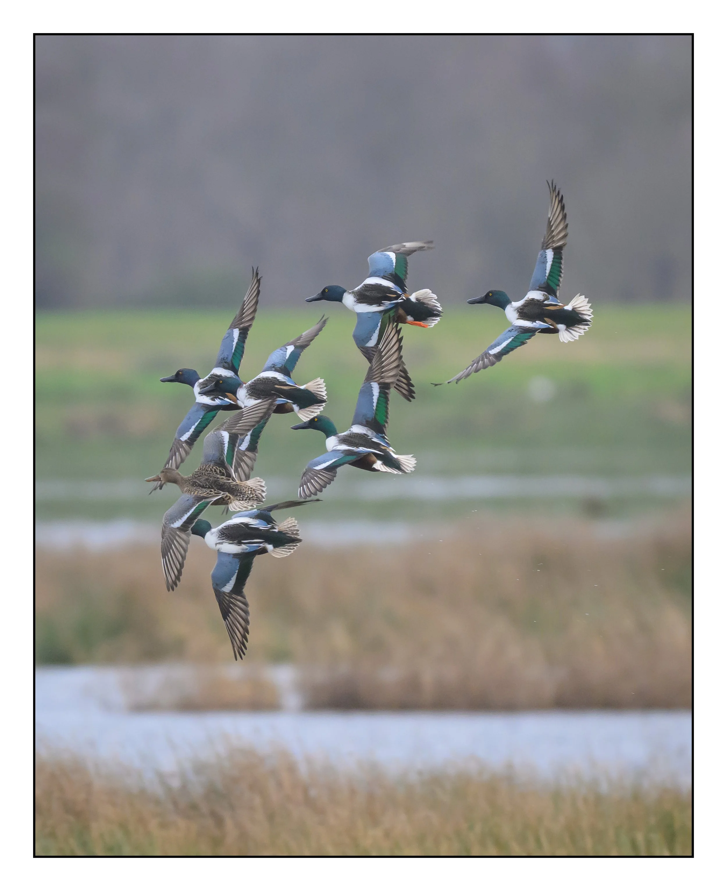Northern Shoveler