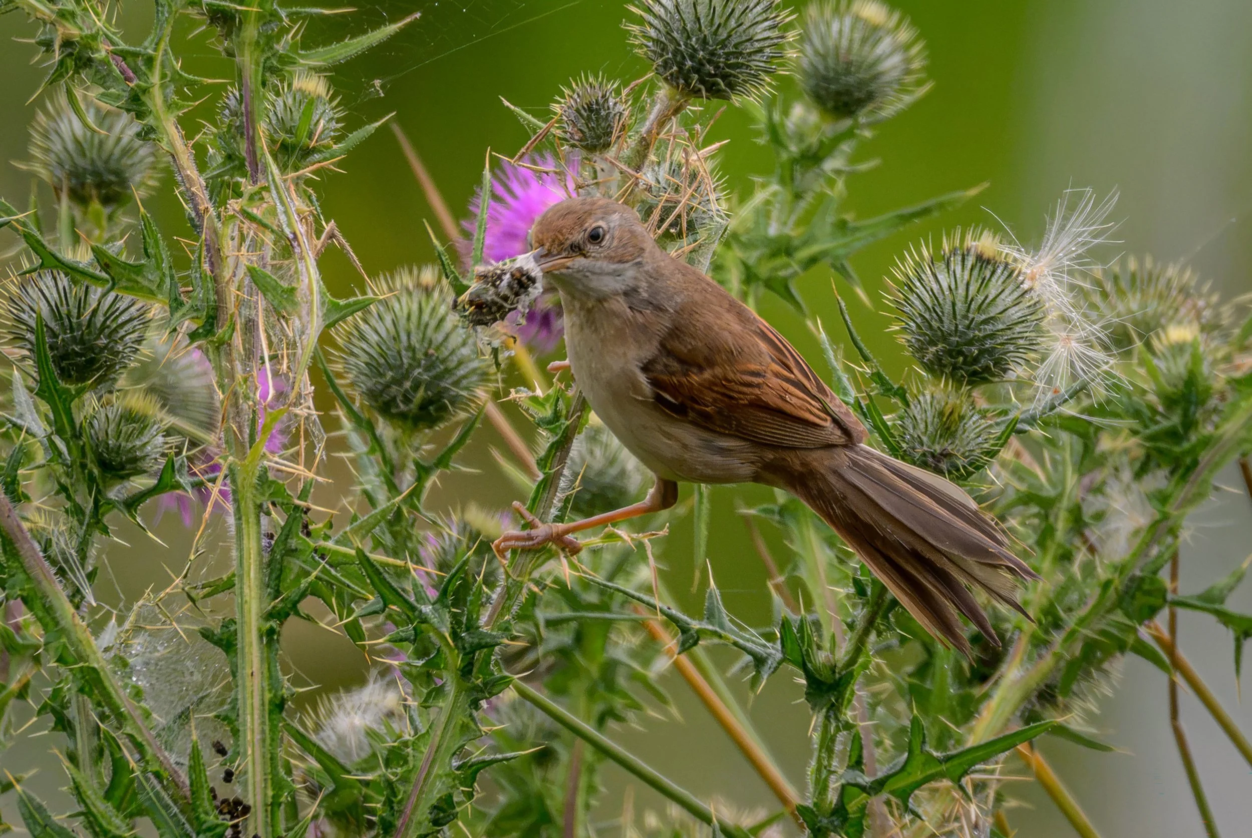 Song Birds_0050.jpg