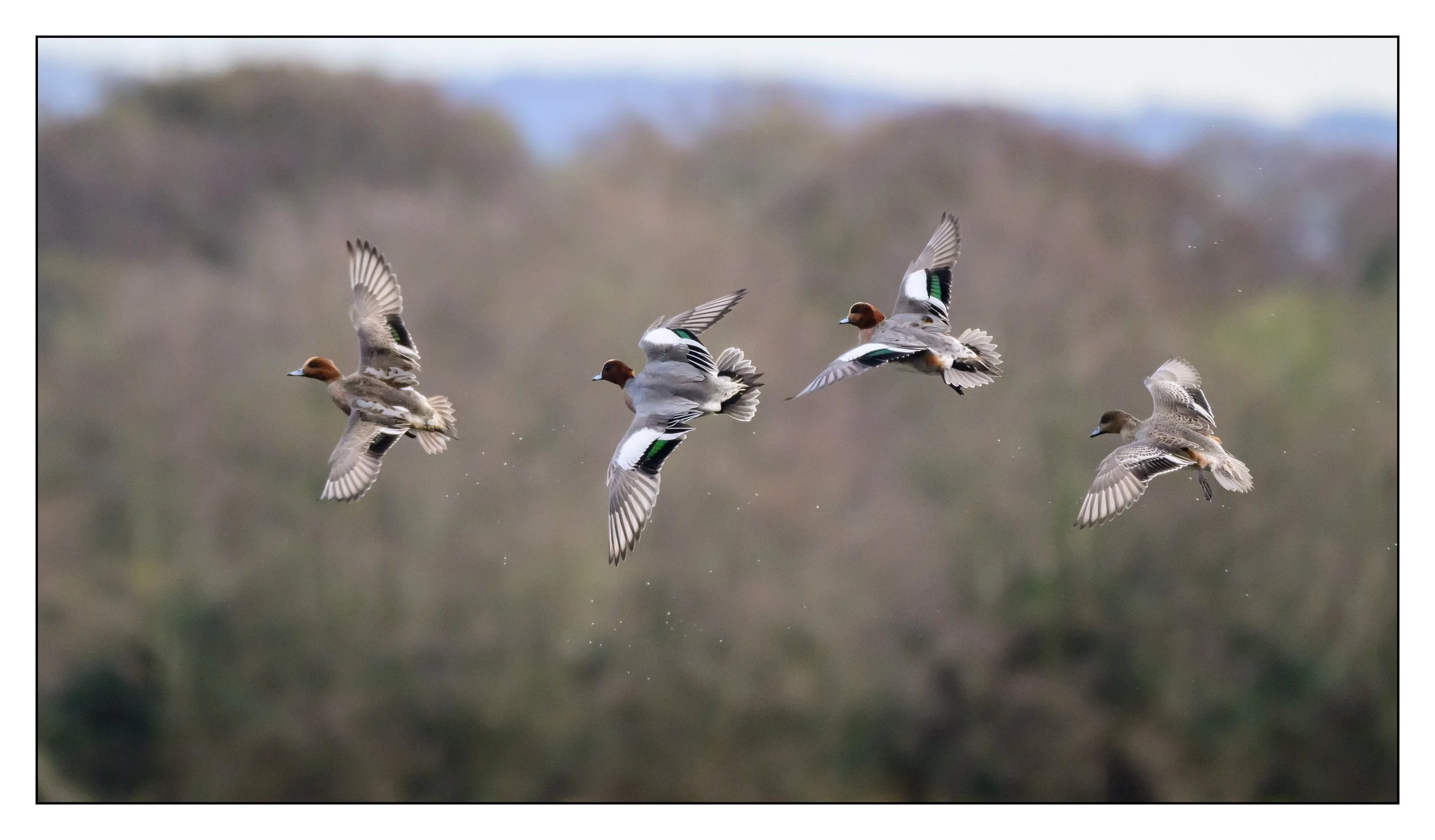 Wigeon