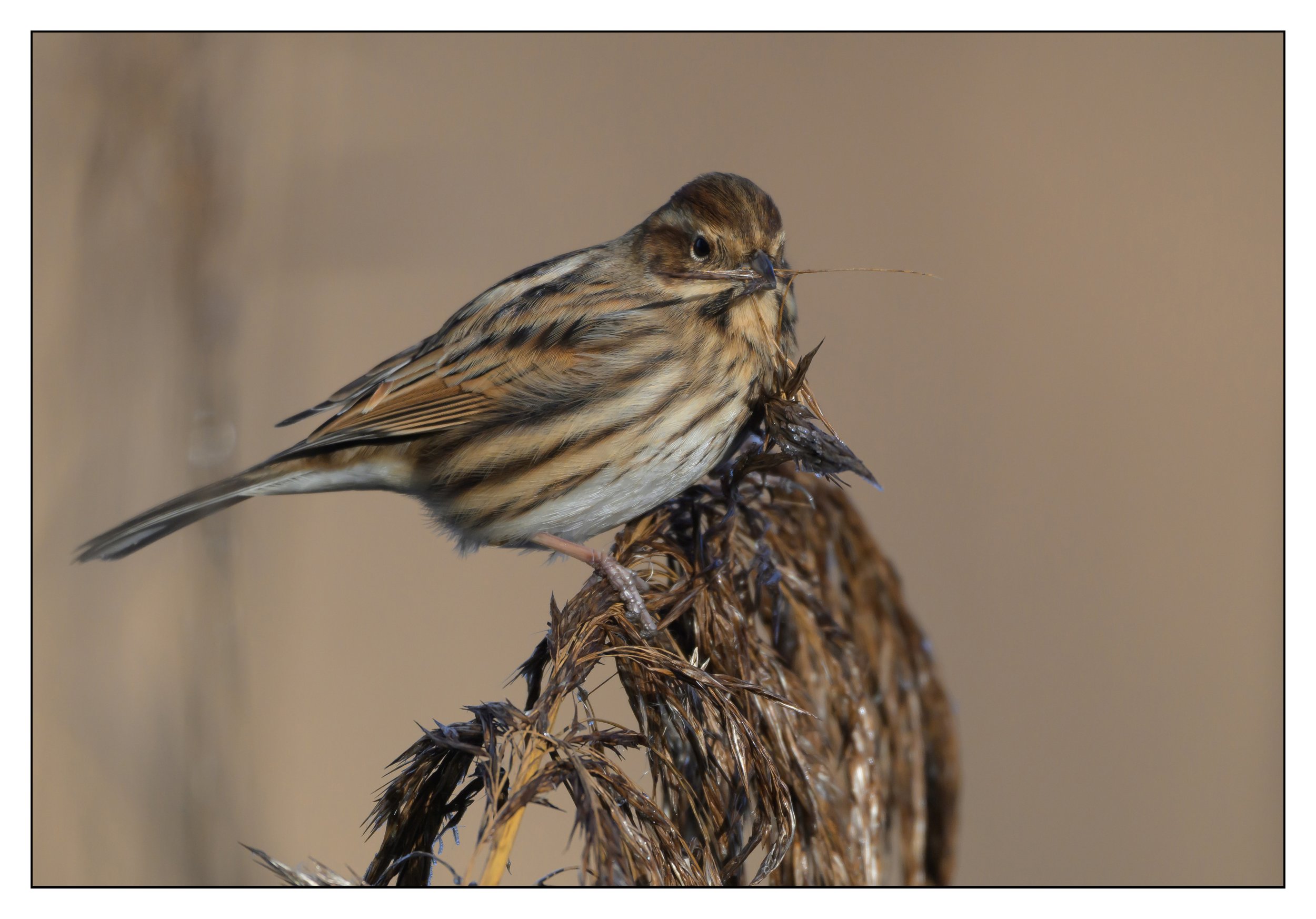 Song Birds_0020.jpg