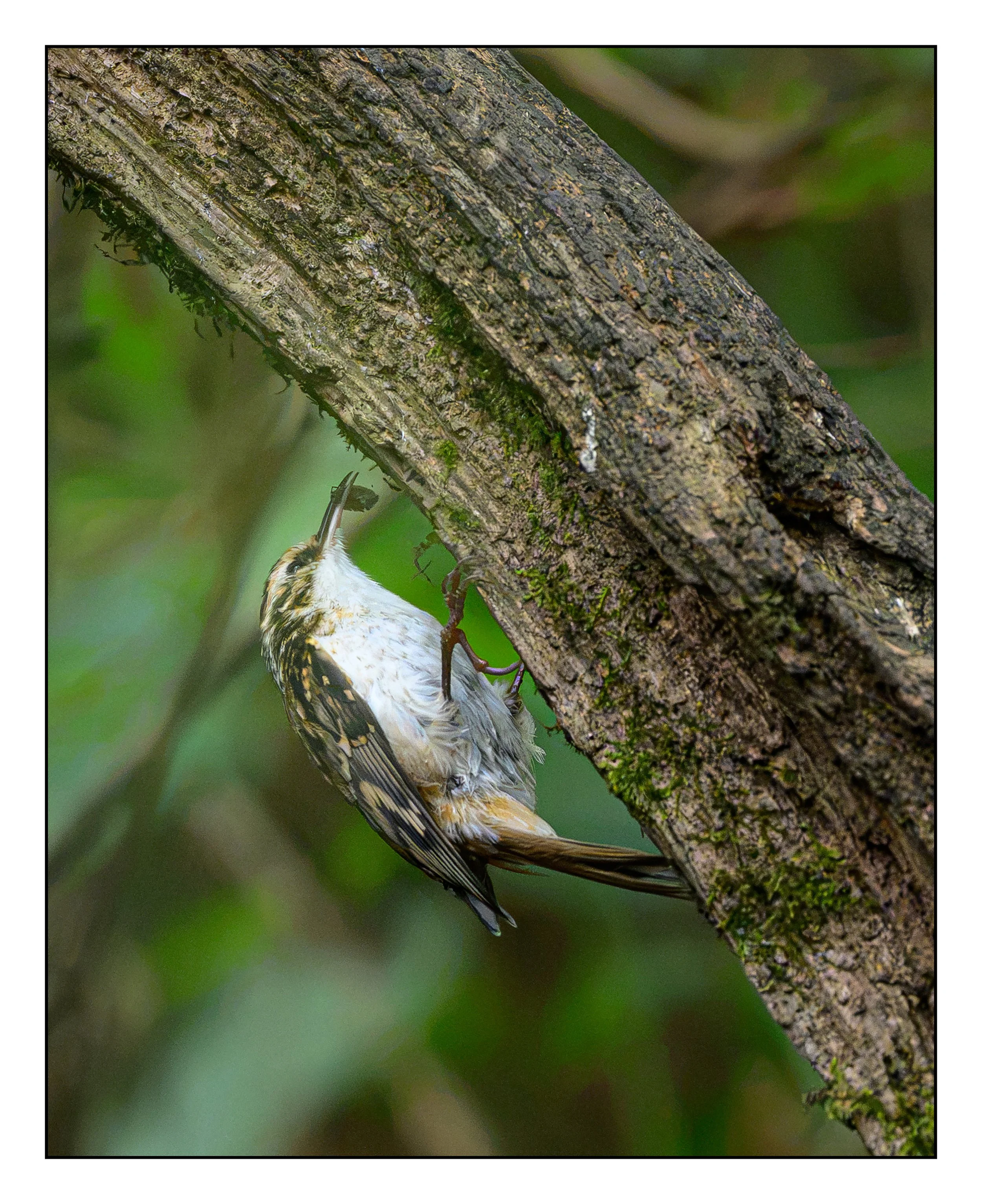 Tree Creeper