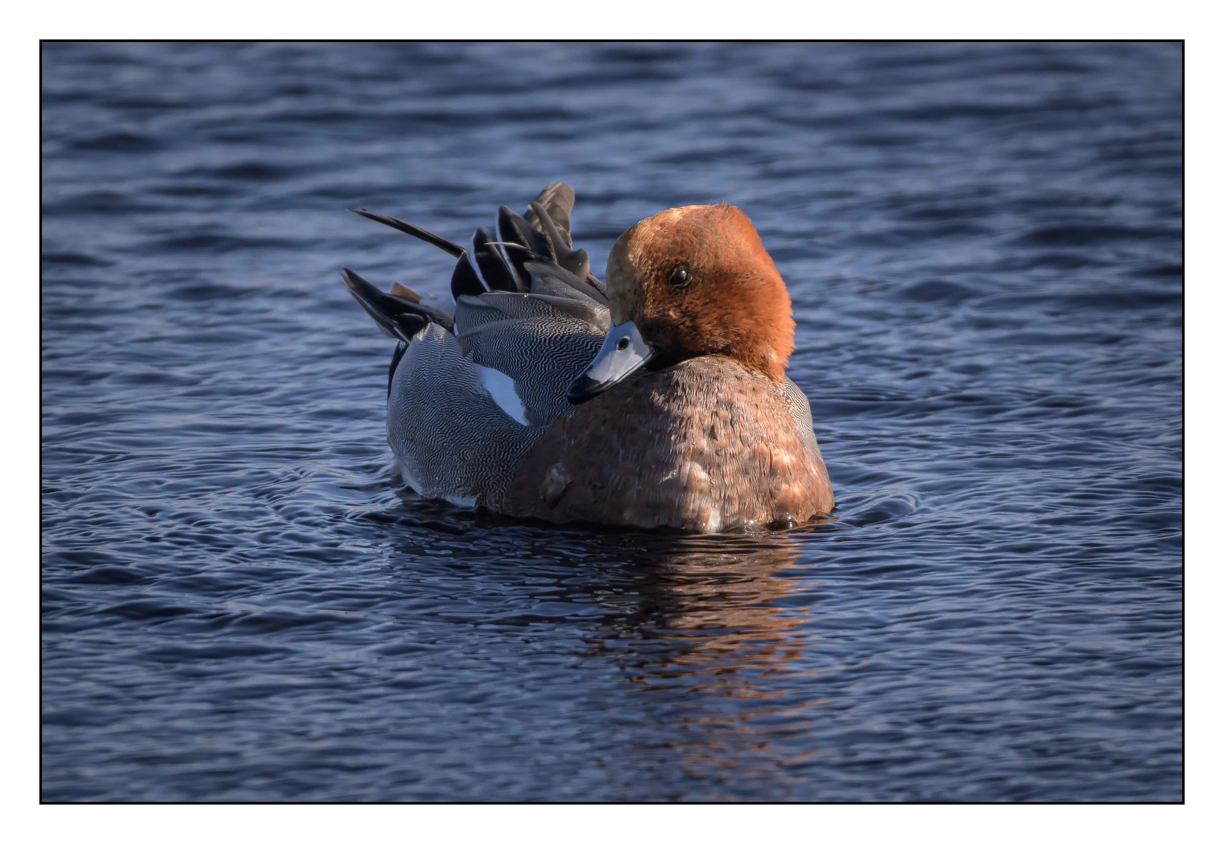 Wigeon