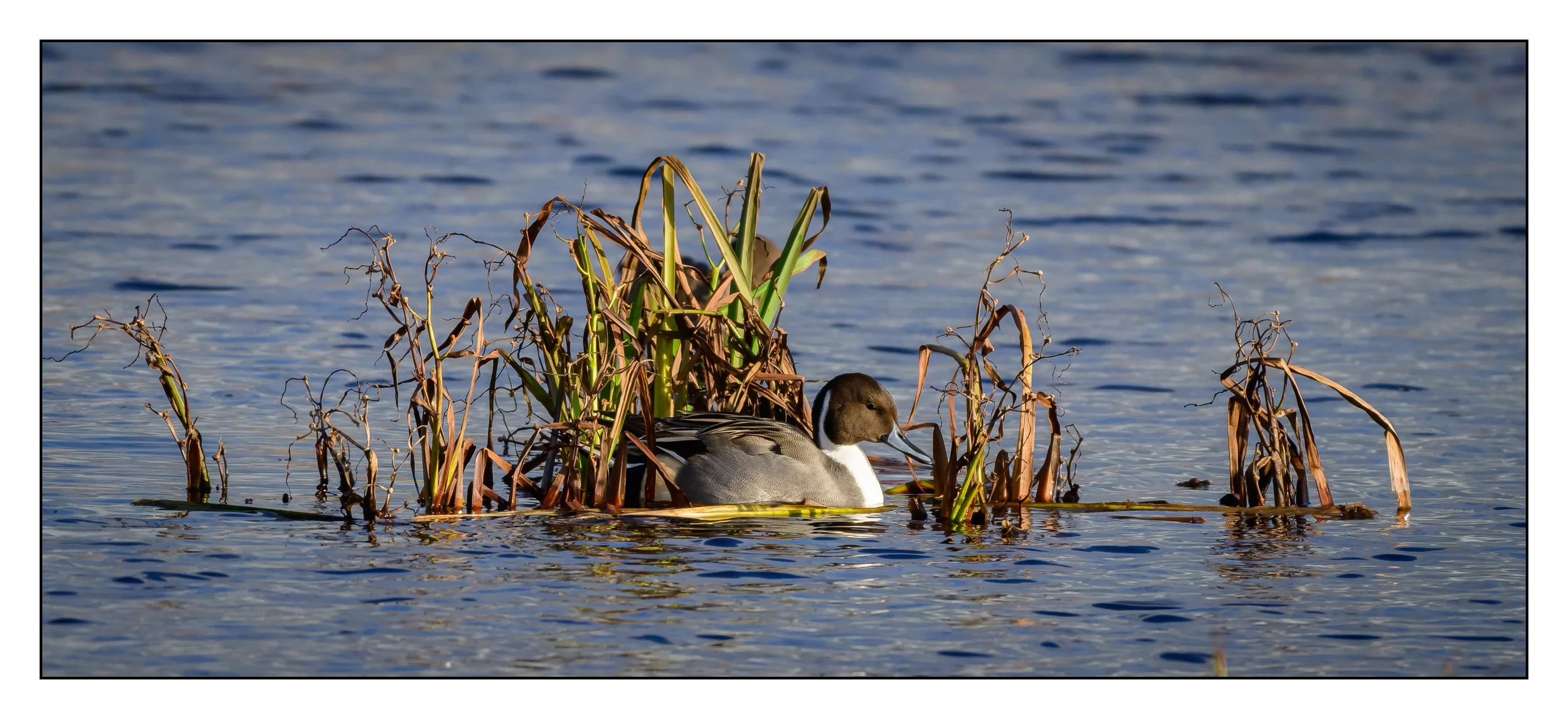 Pintail