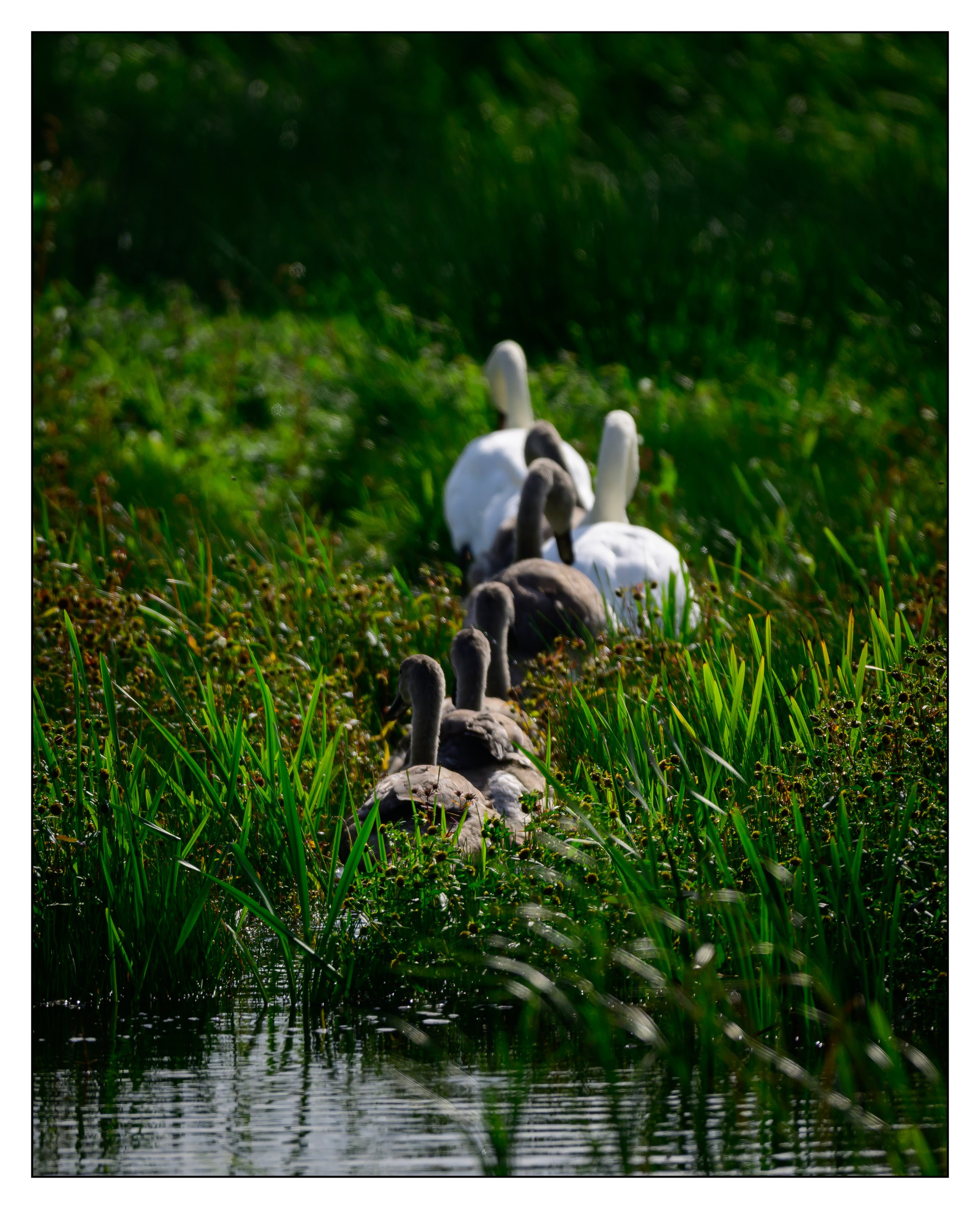 Mute Swan