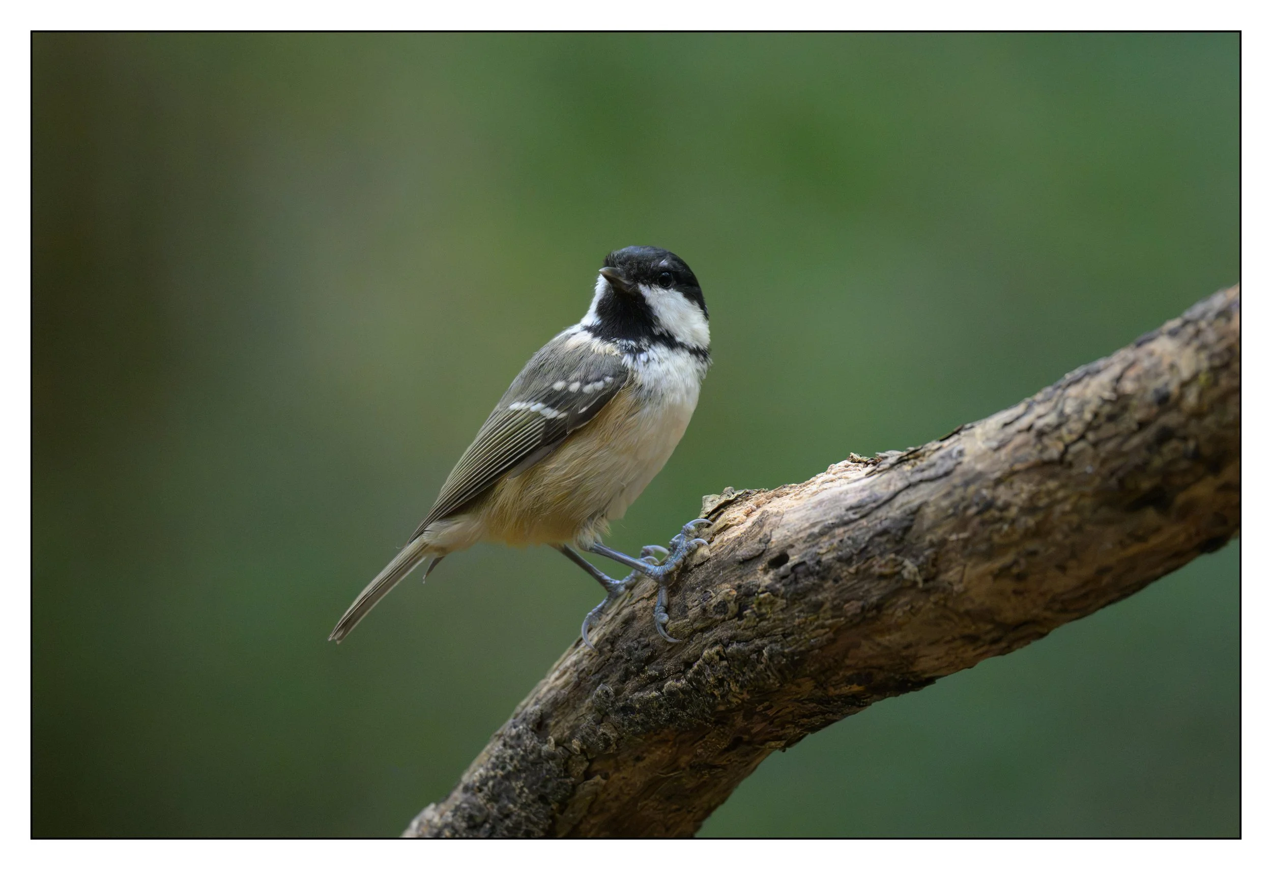 Marsh Tit