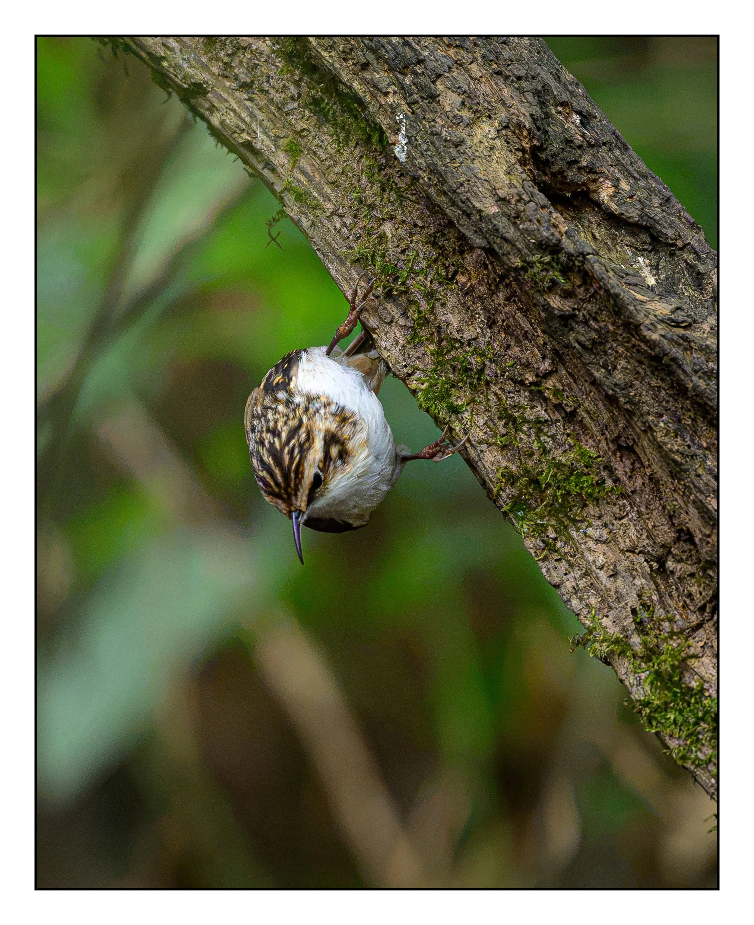 Tree Creeper