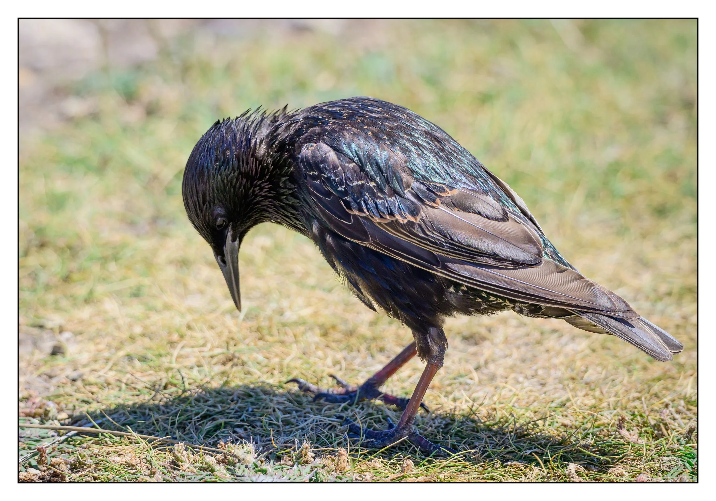 Song Birds_0004.jpg