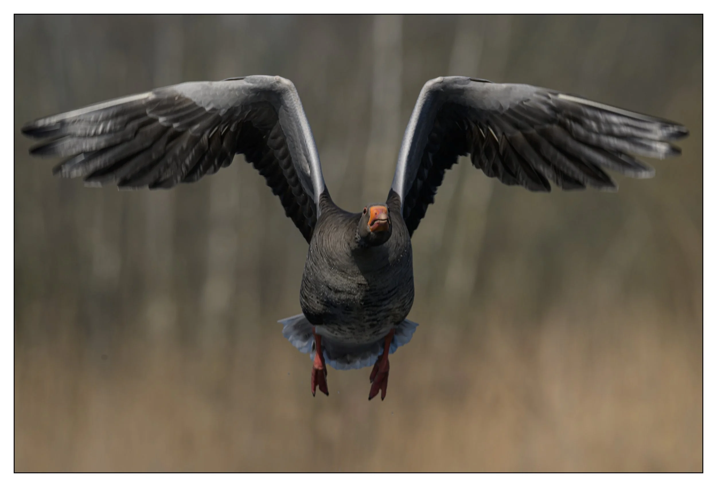 Greylag Geese