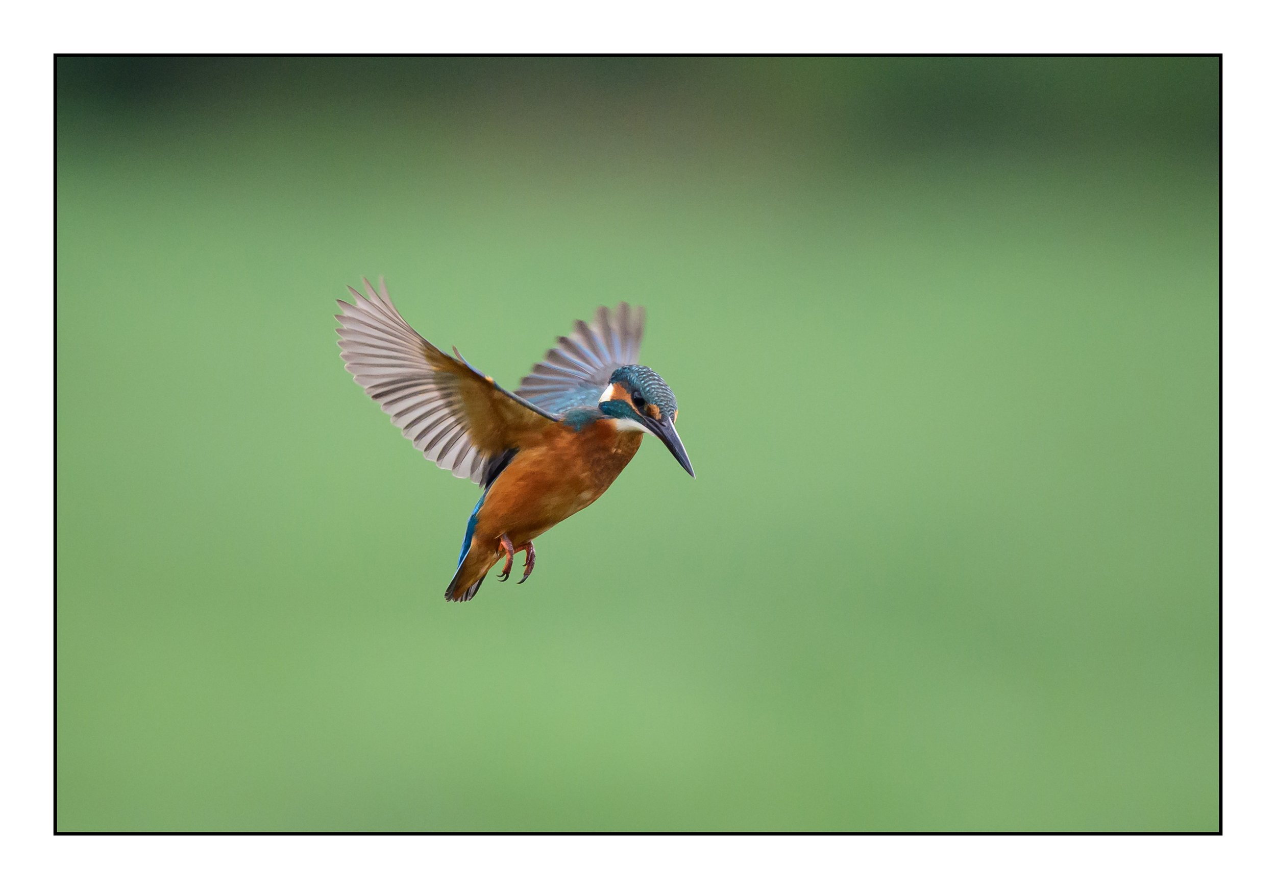 Kingfisher