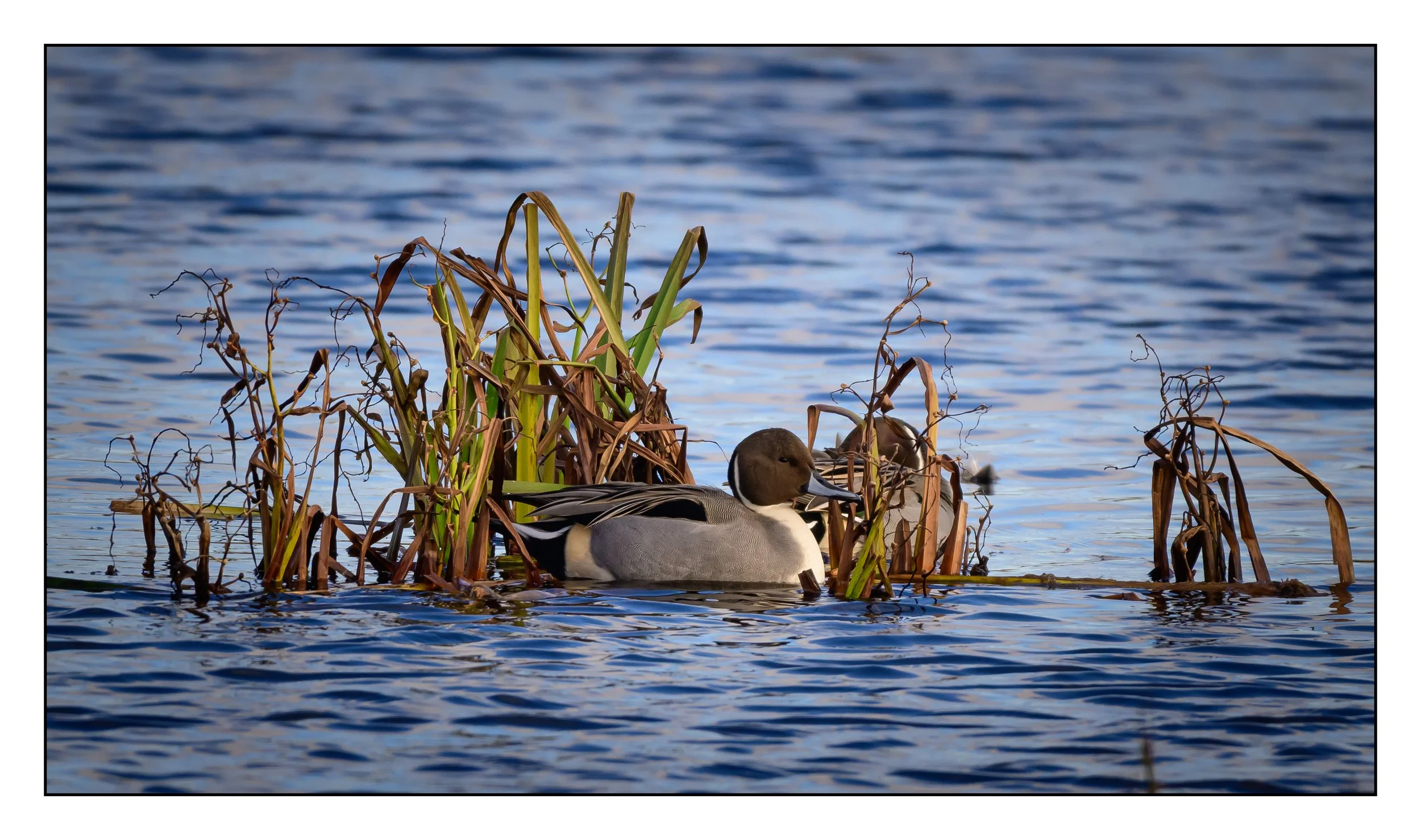 Pintail