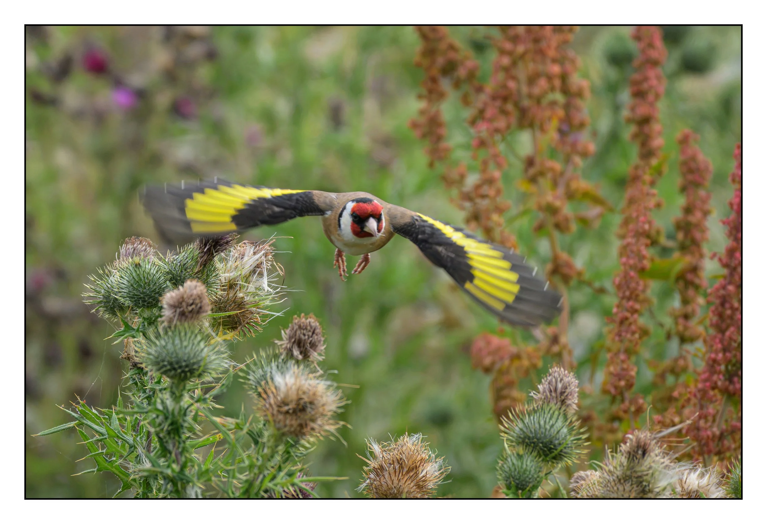 Song Birds_0054.jpg