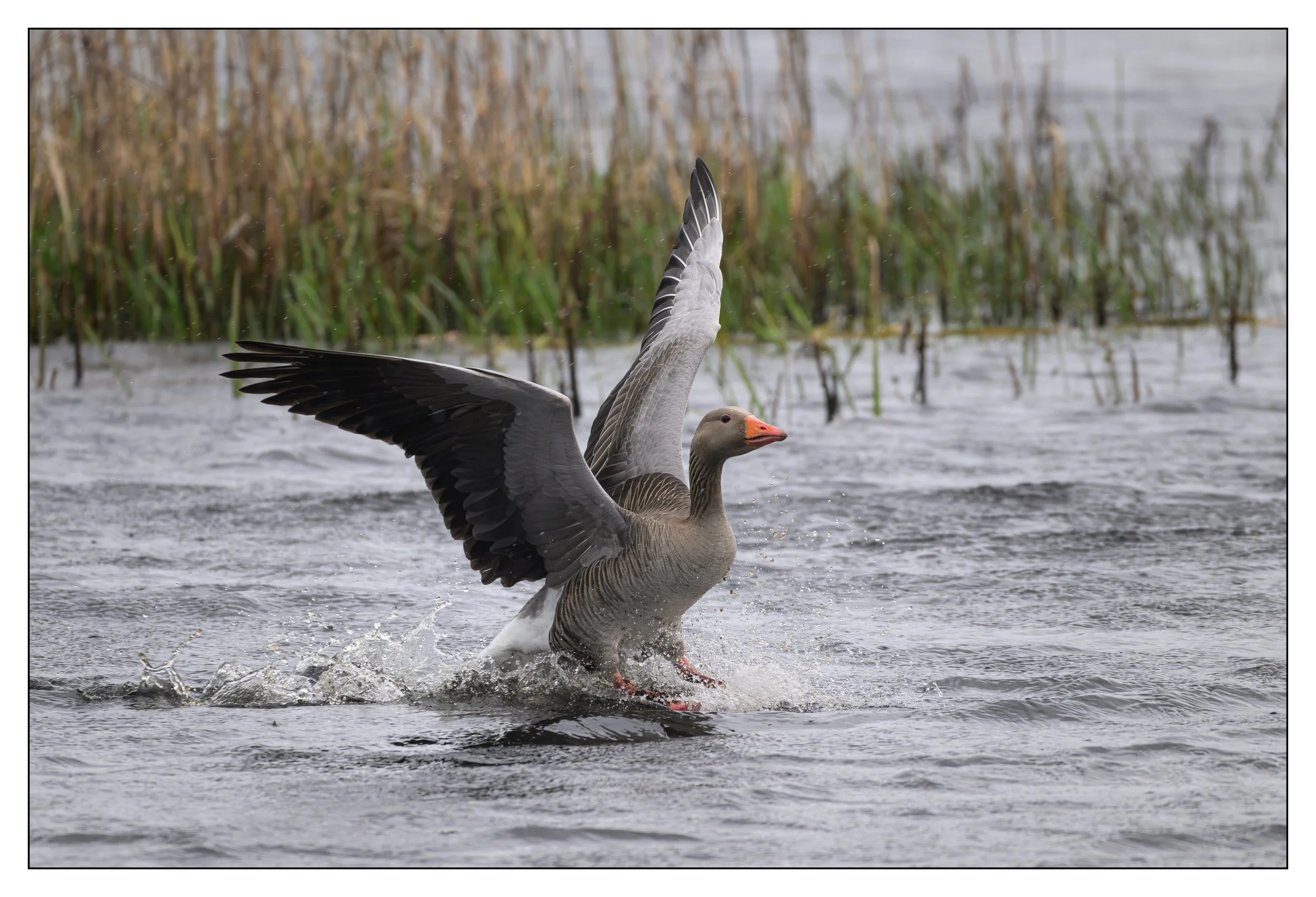 Greylag Geese