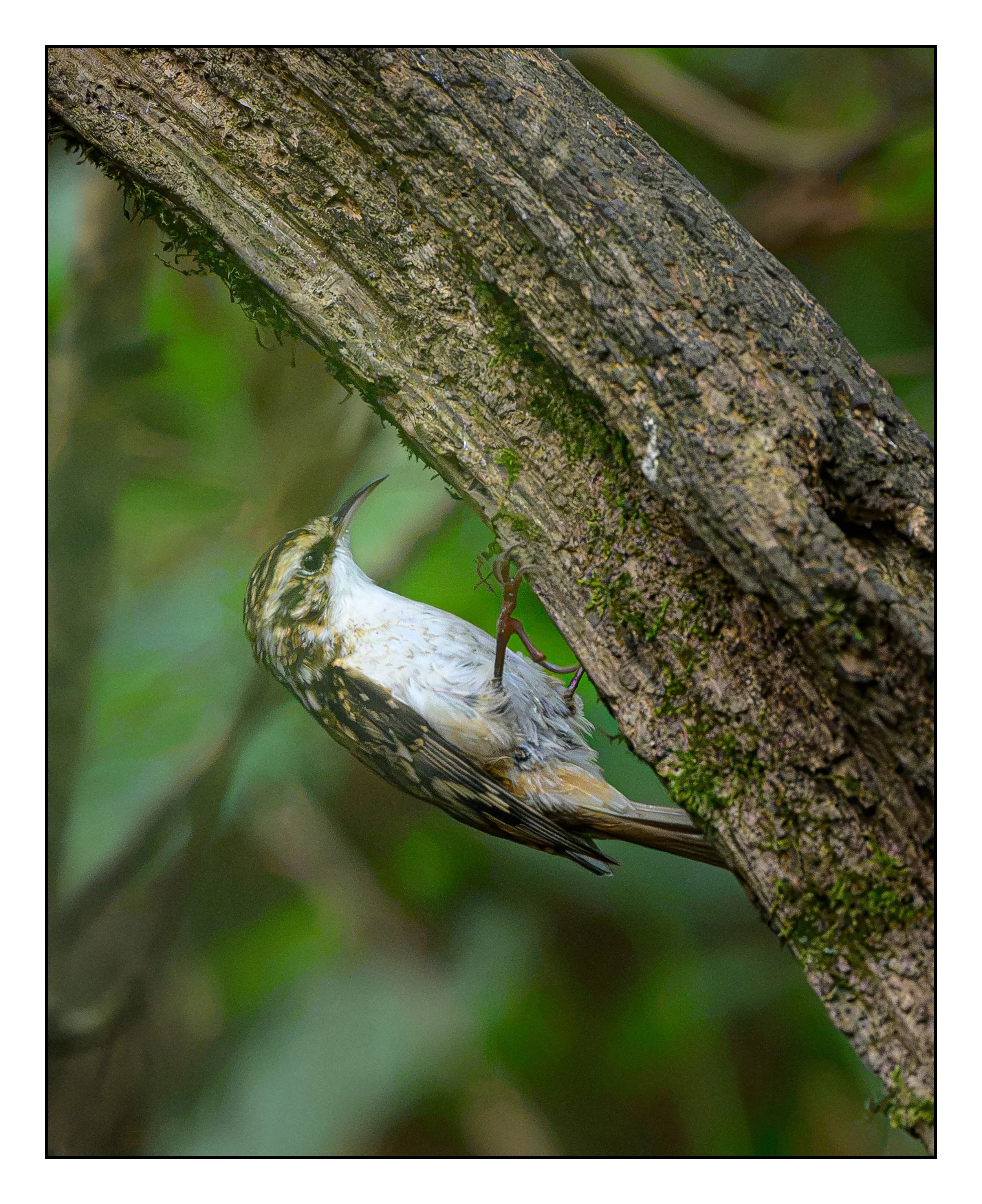 Tree Creeper