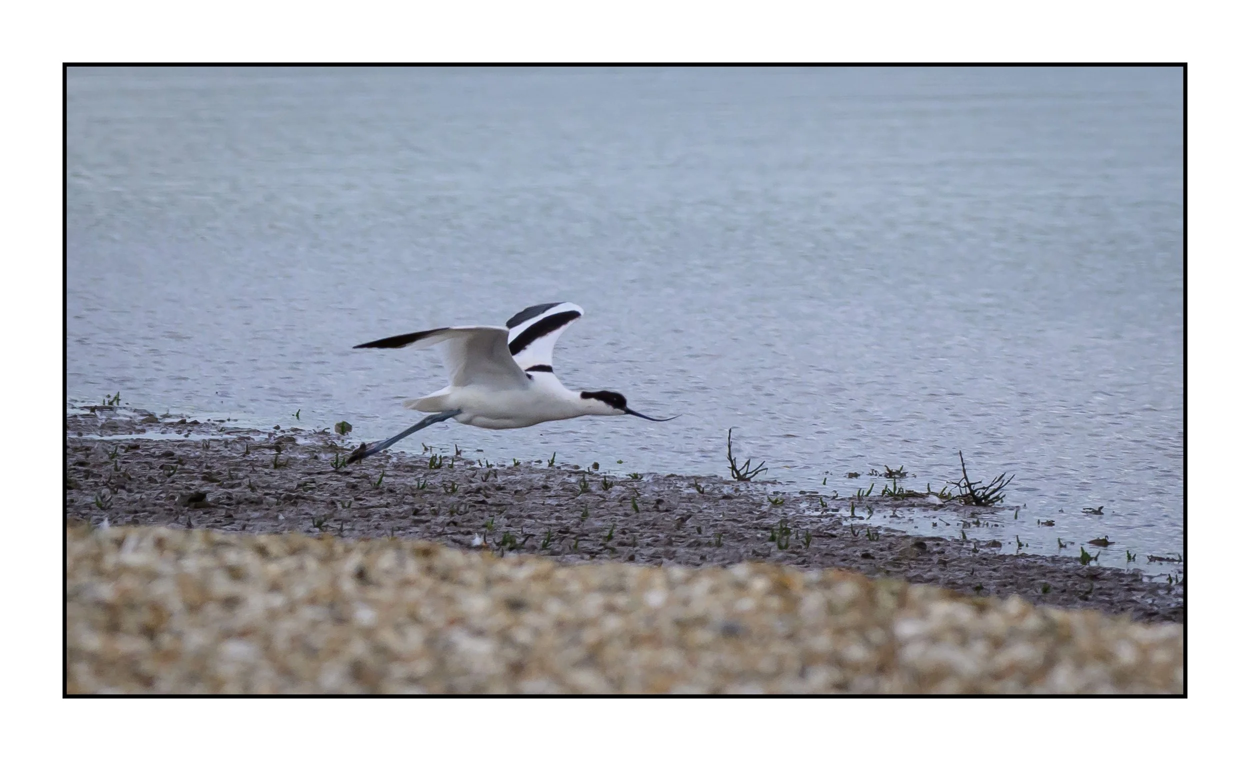 Pied Avocet