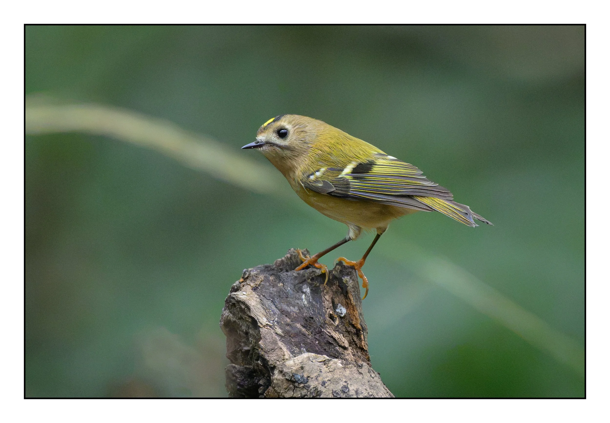Goldcrest