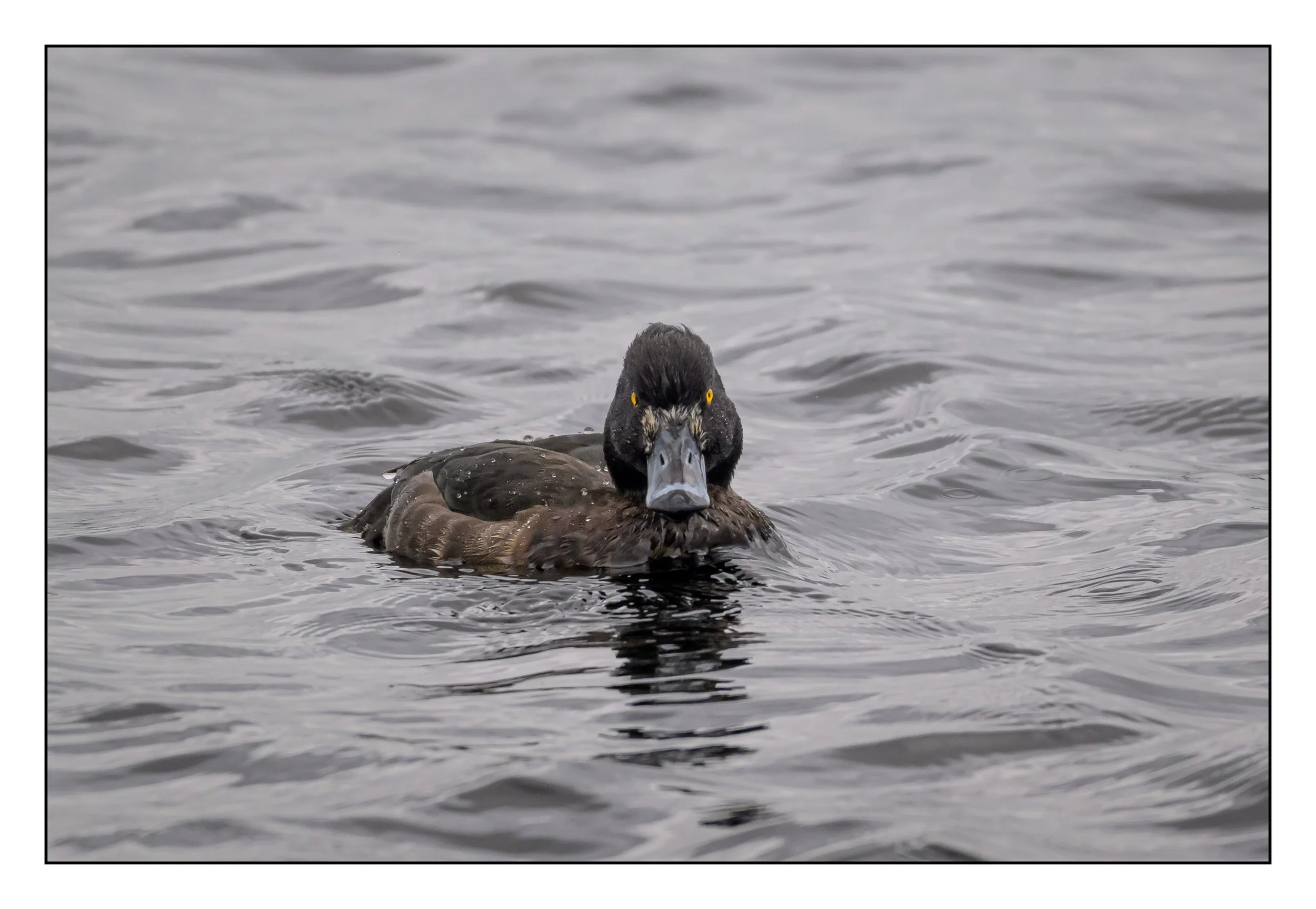 Tufted Duck