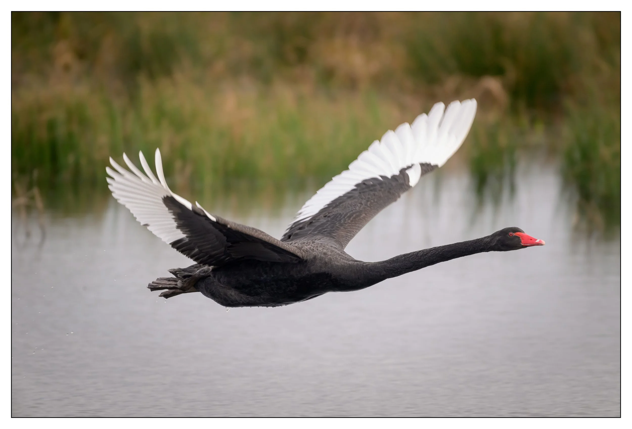 Black Swan