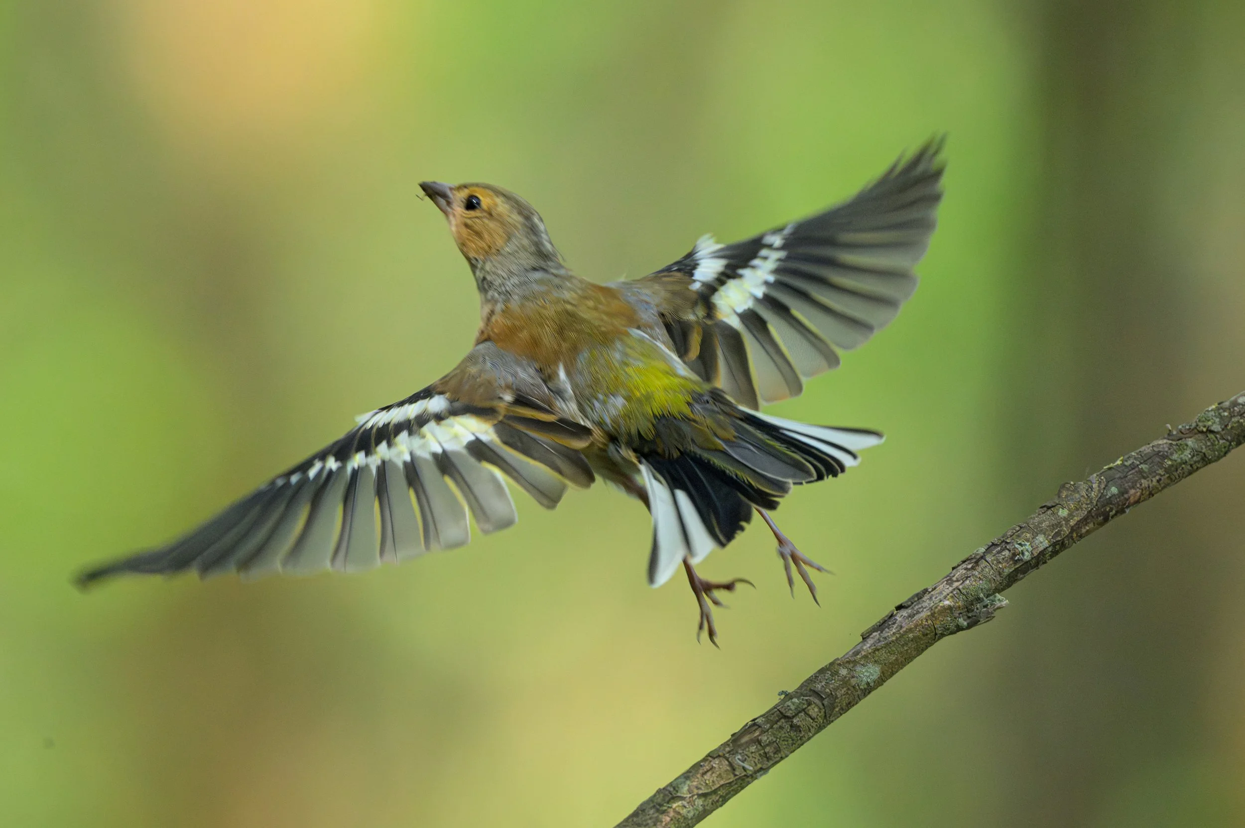 Song Birds_0047.jpg