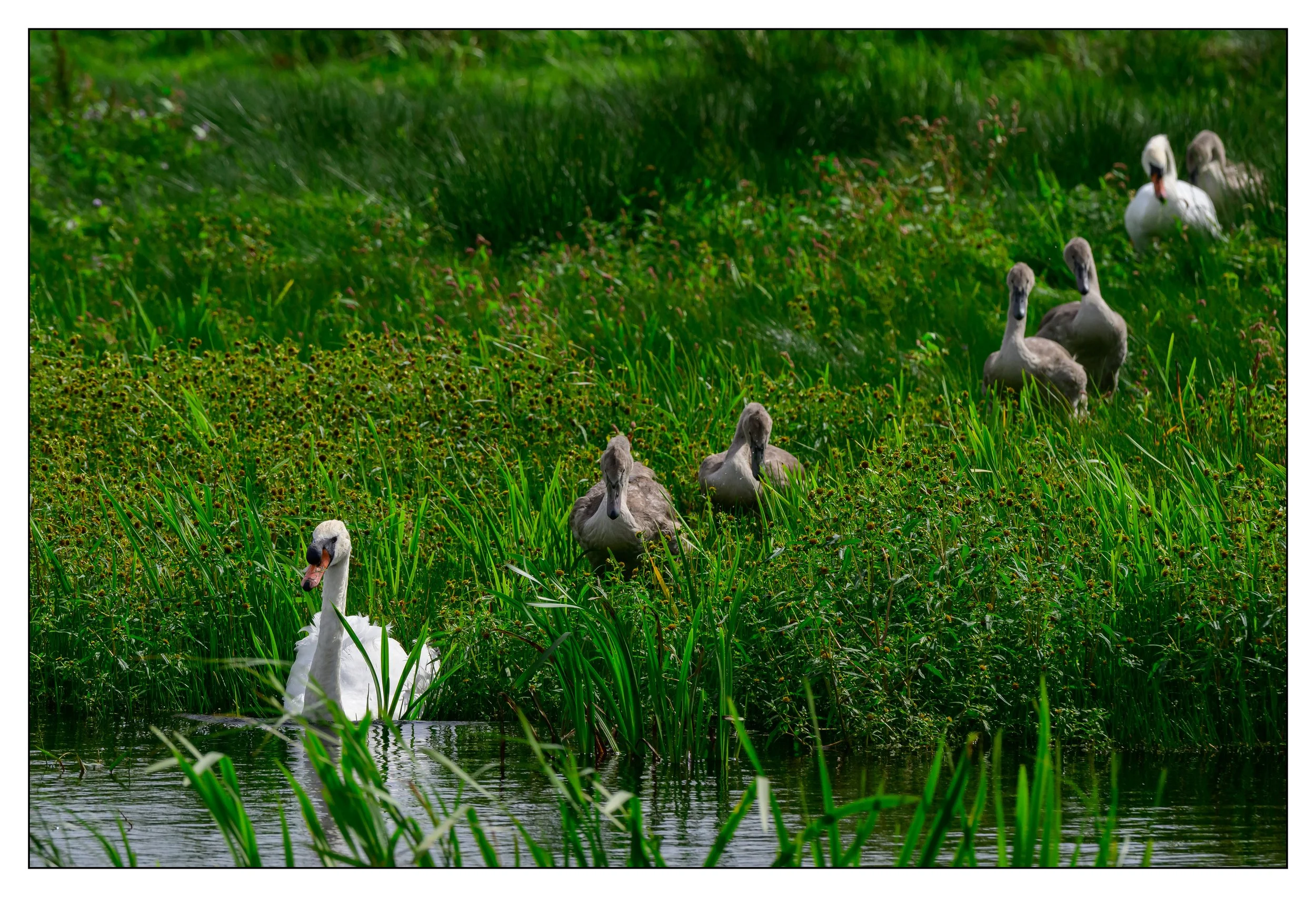 Mute Swan