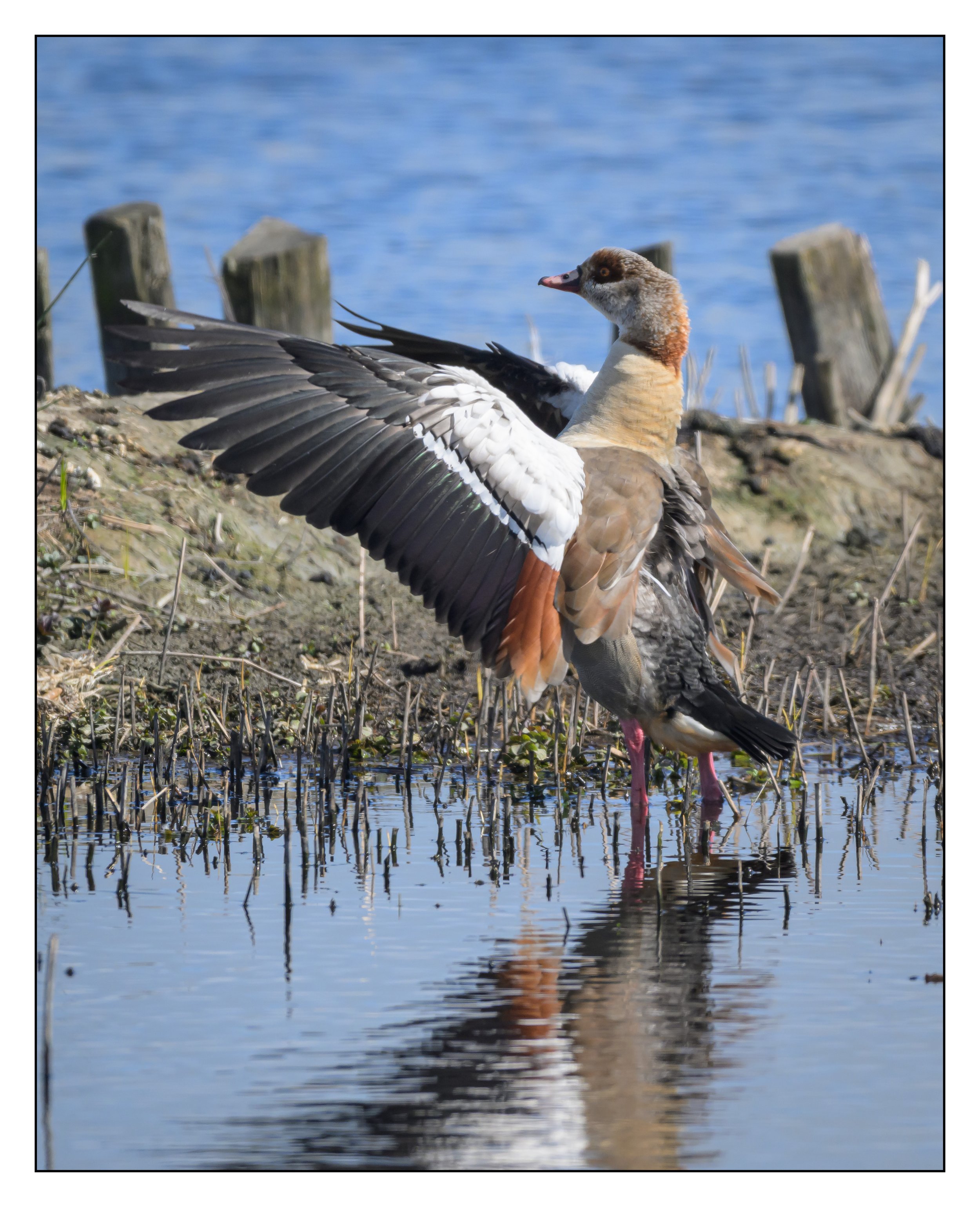 Egyptian Geese