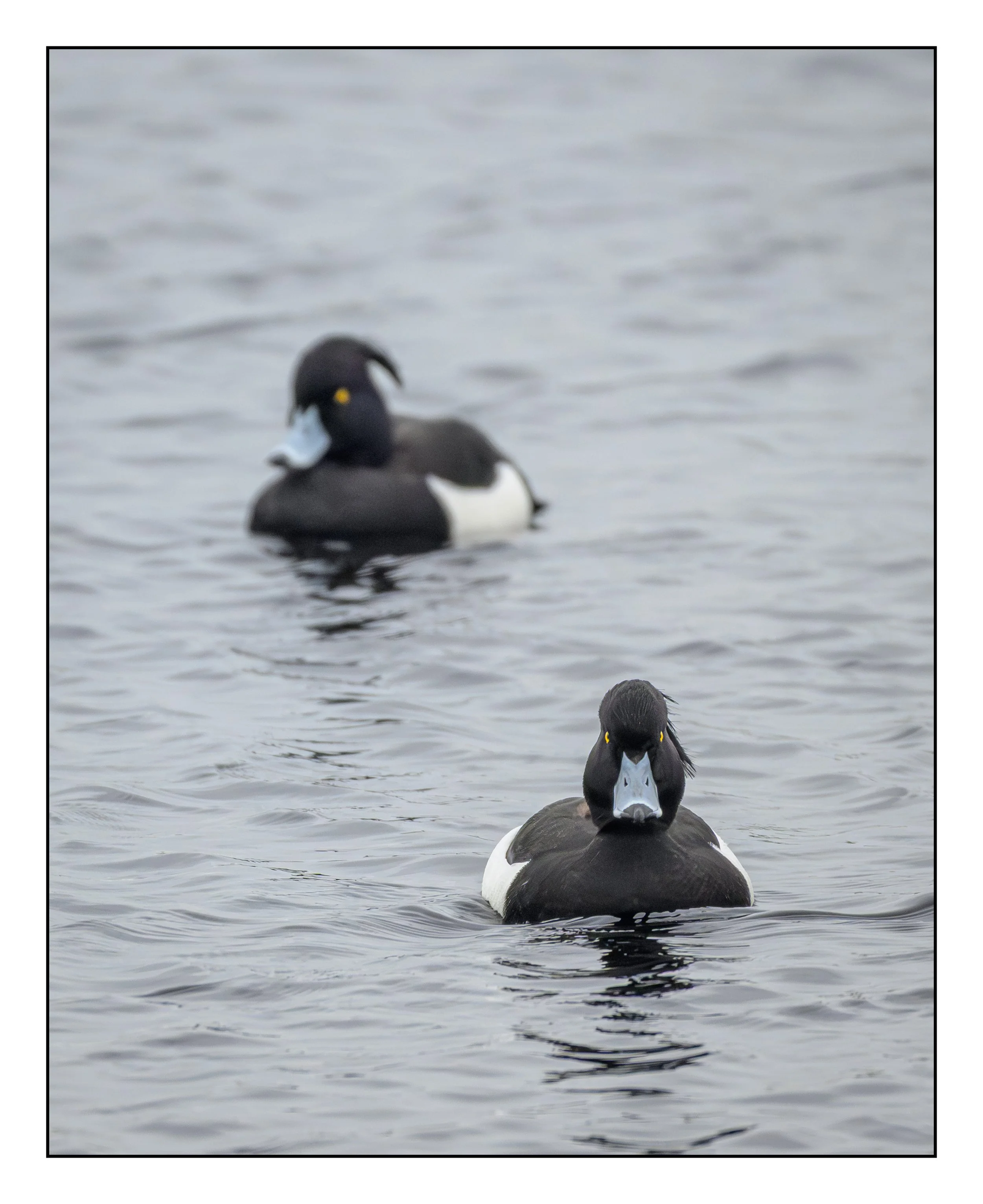Tufted Duck