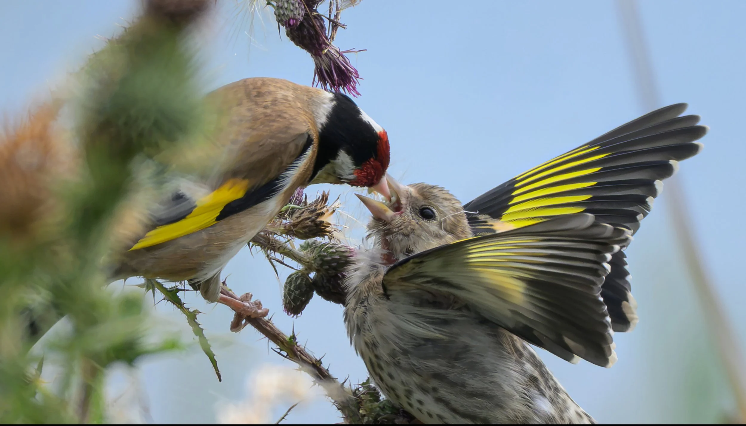 Song Birds_0056.jpg