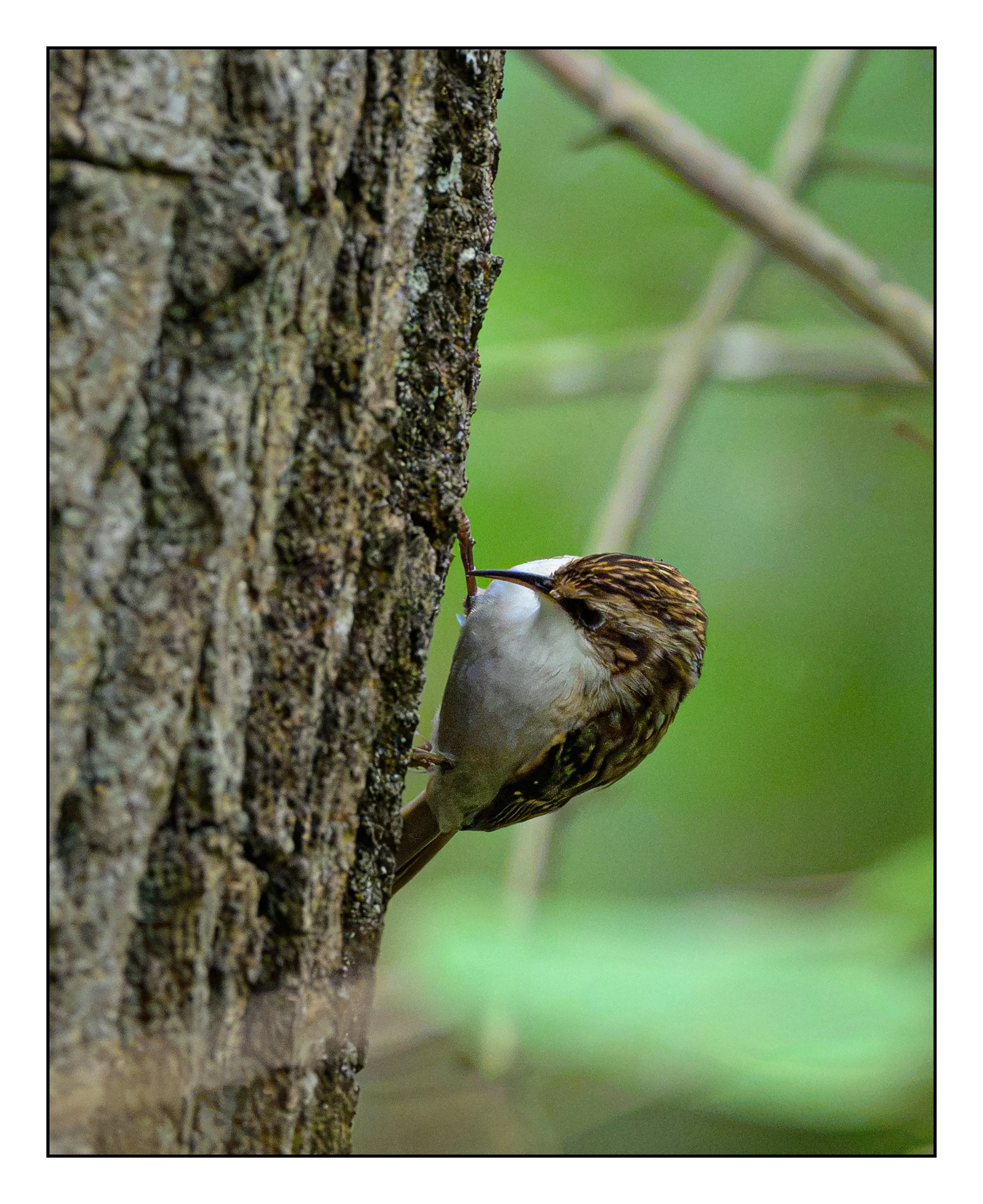 Tree Creeper