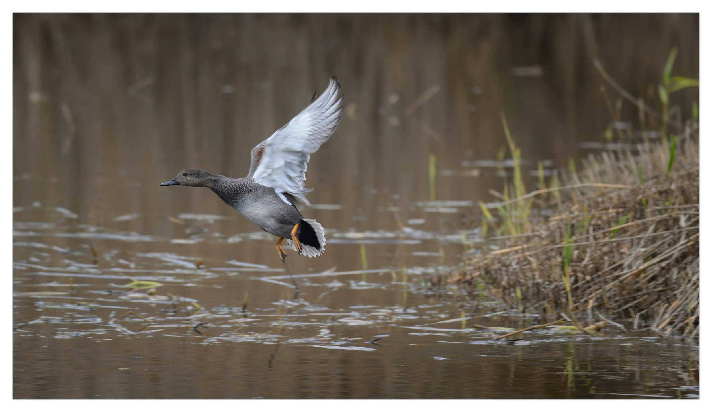 Gadwall Duck