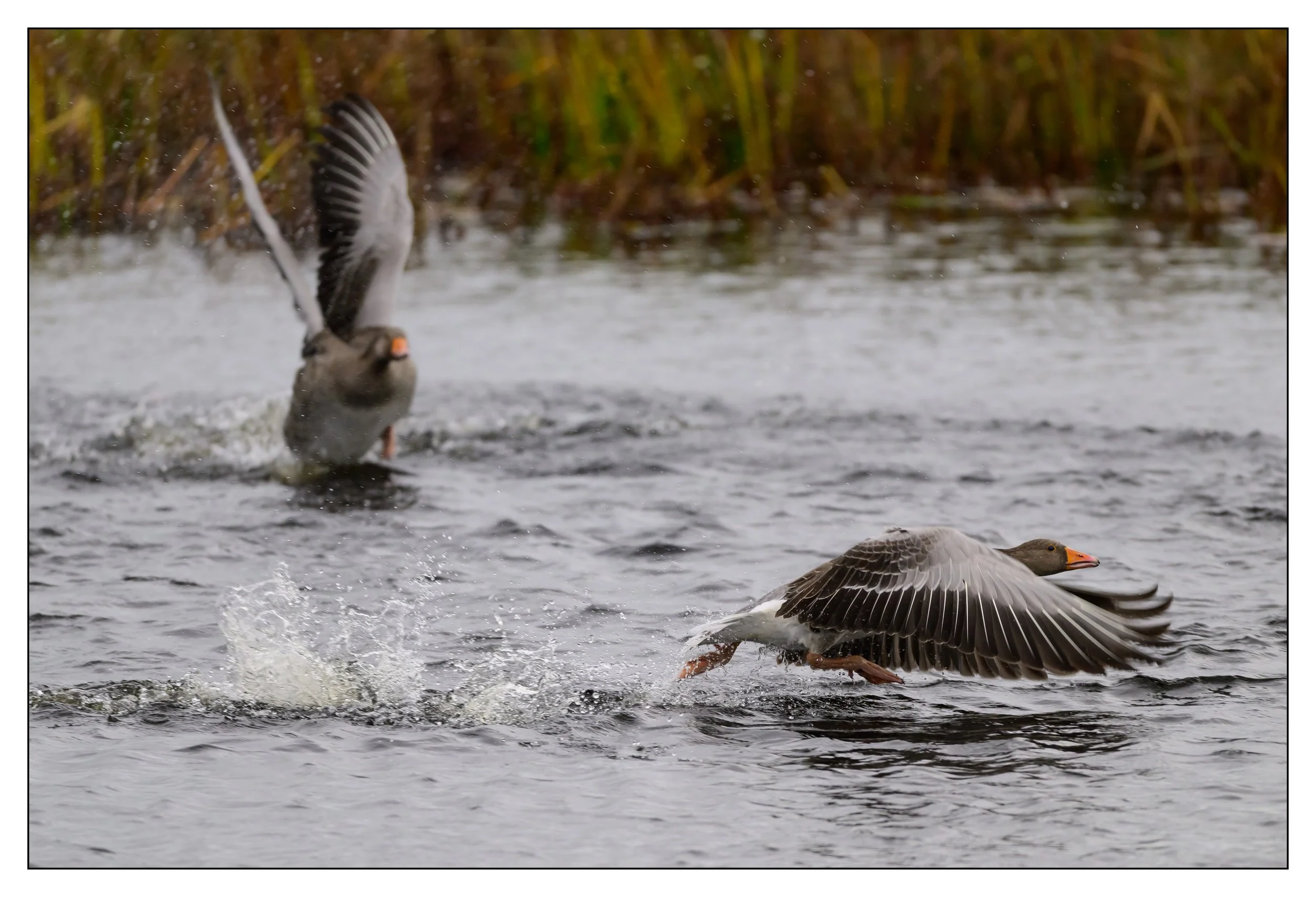 Greylag Geese