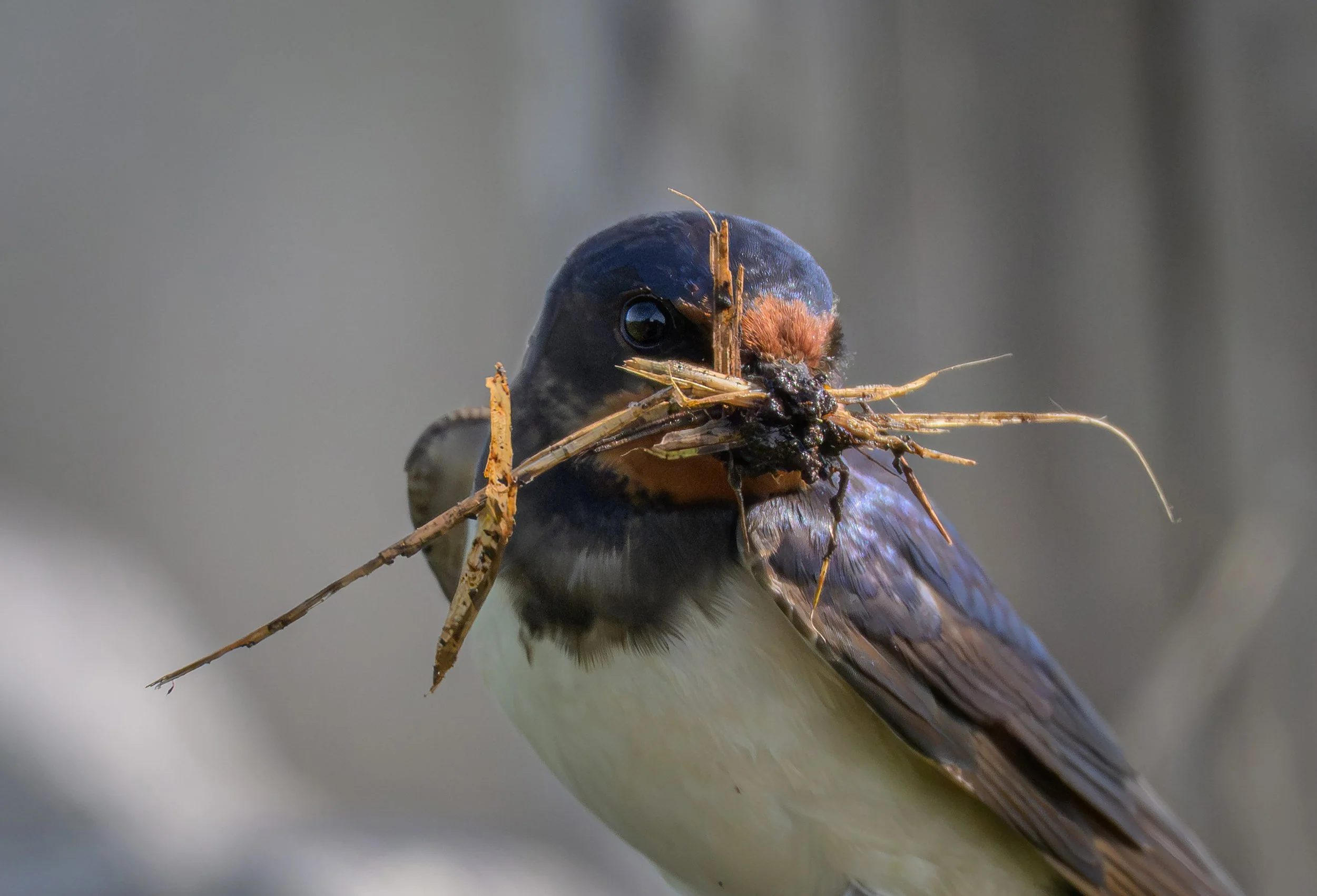 Song Birds_0034.jpg