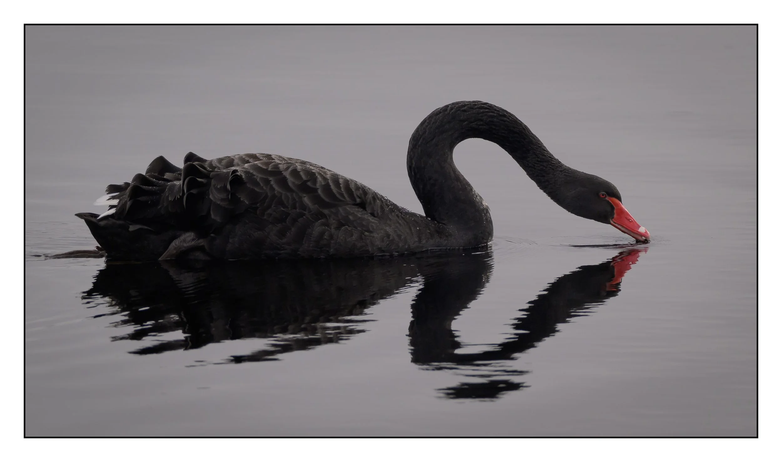 Black Swan