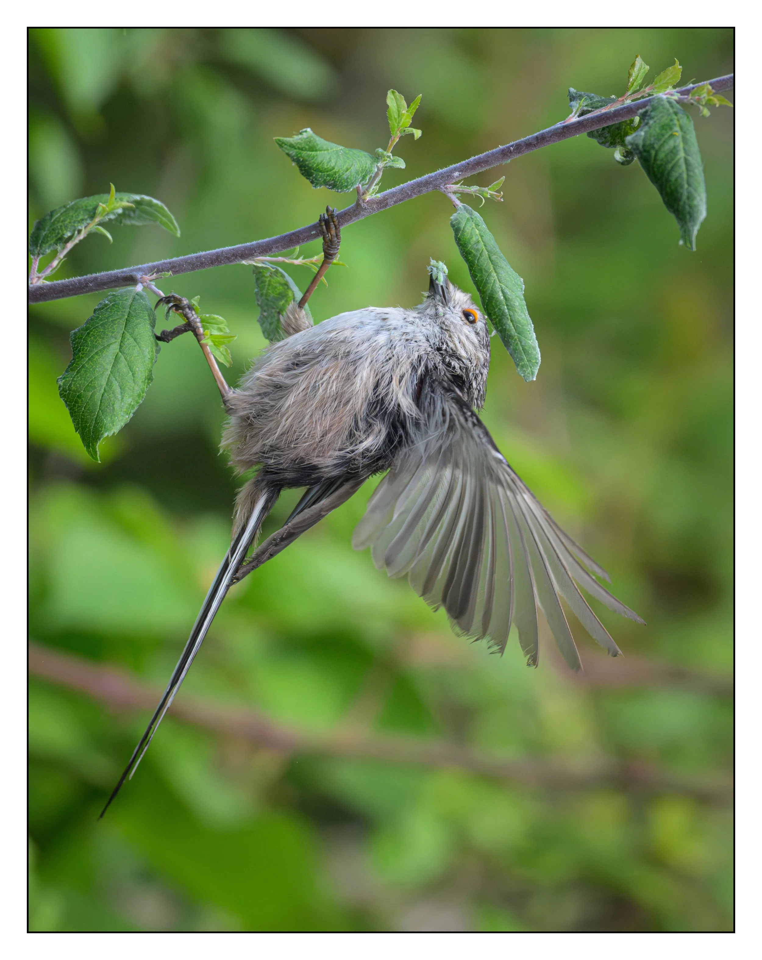 Song Birds_0039.jpg