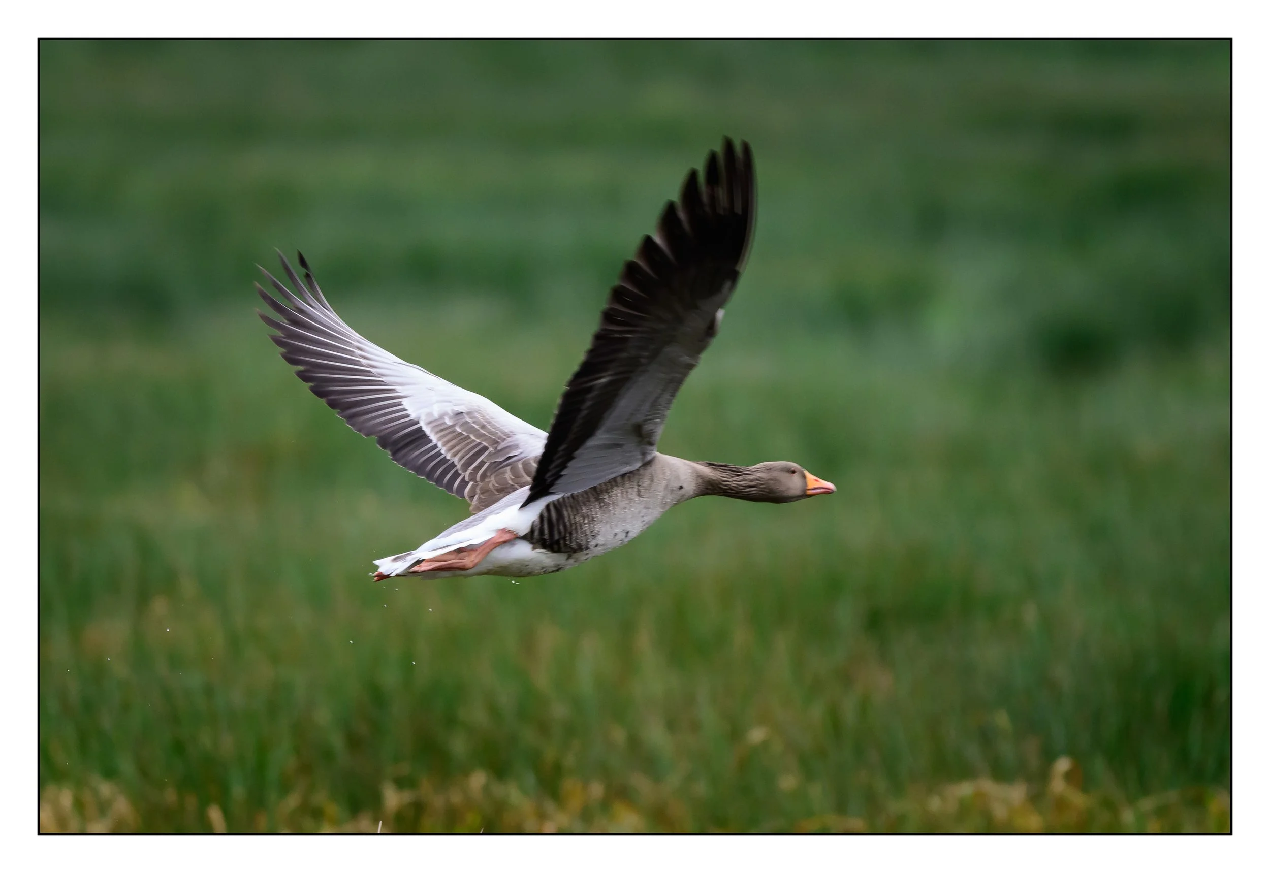 Greylag Geese