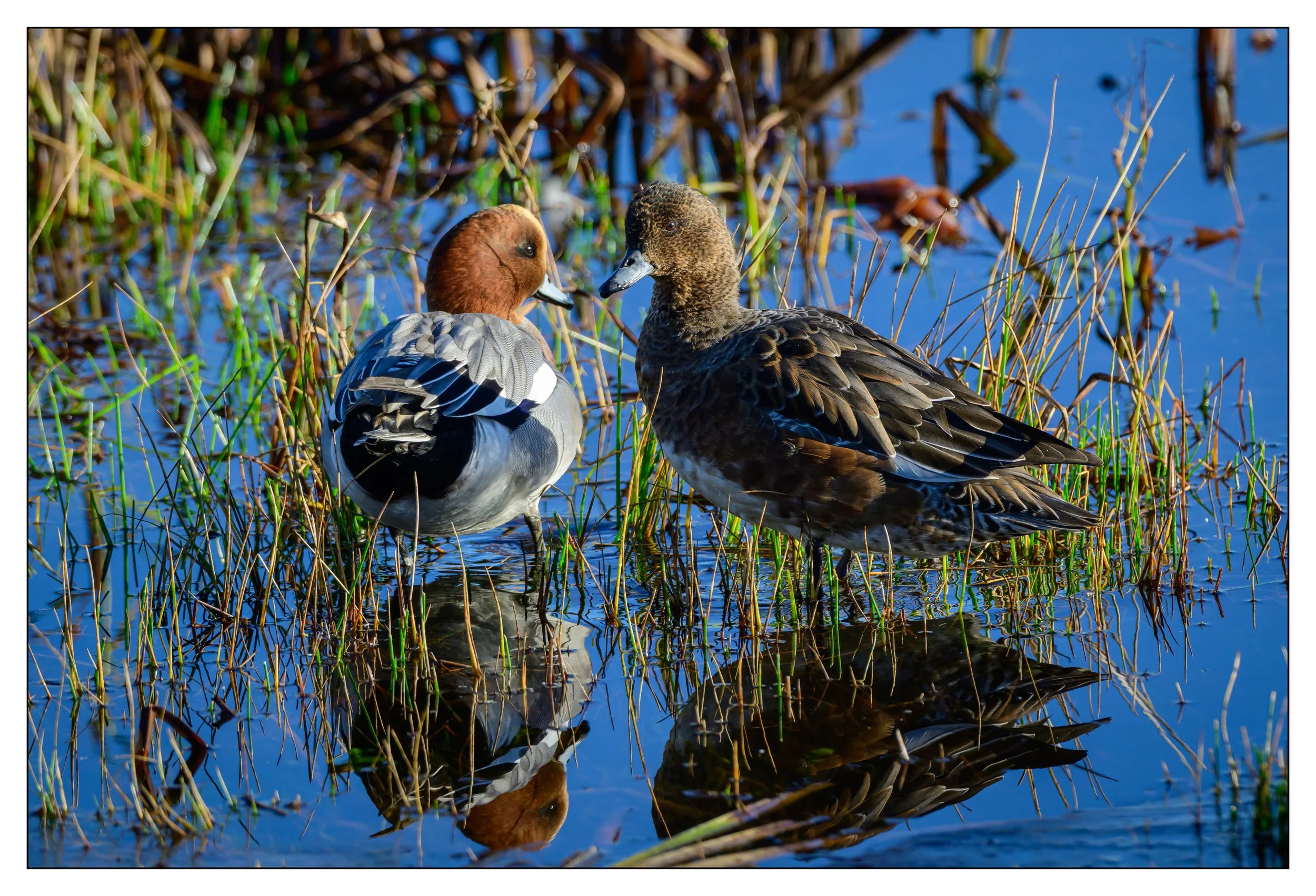 Wigeon