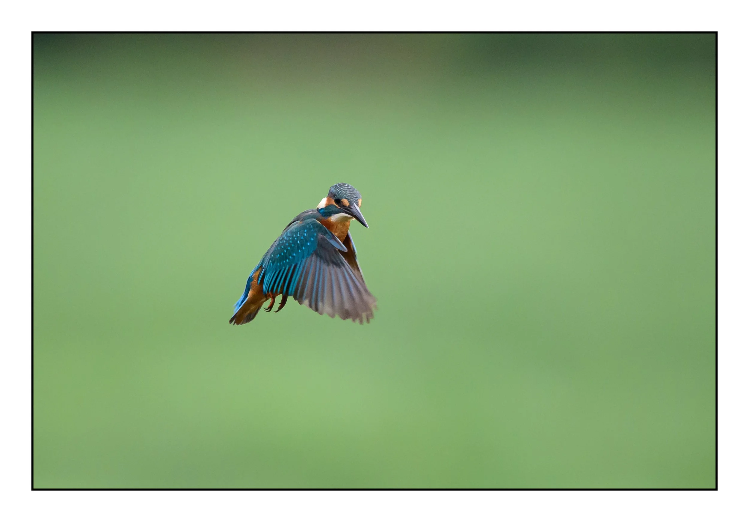 Kingfisher