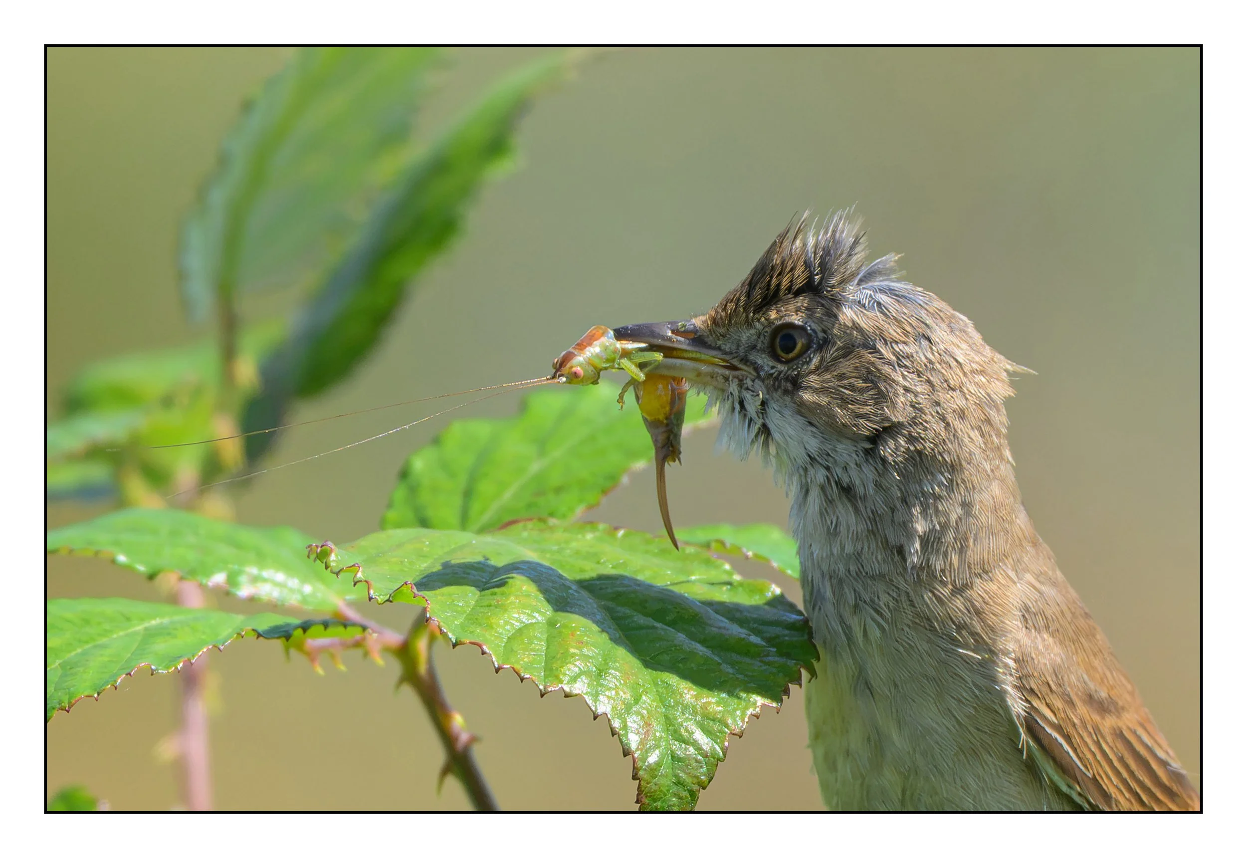 Song Birds_0064.jpg