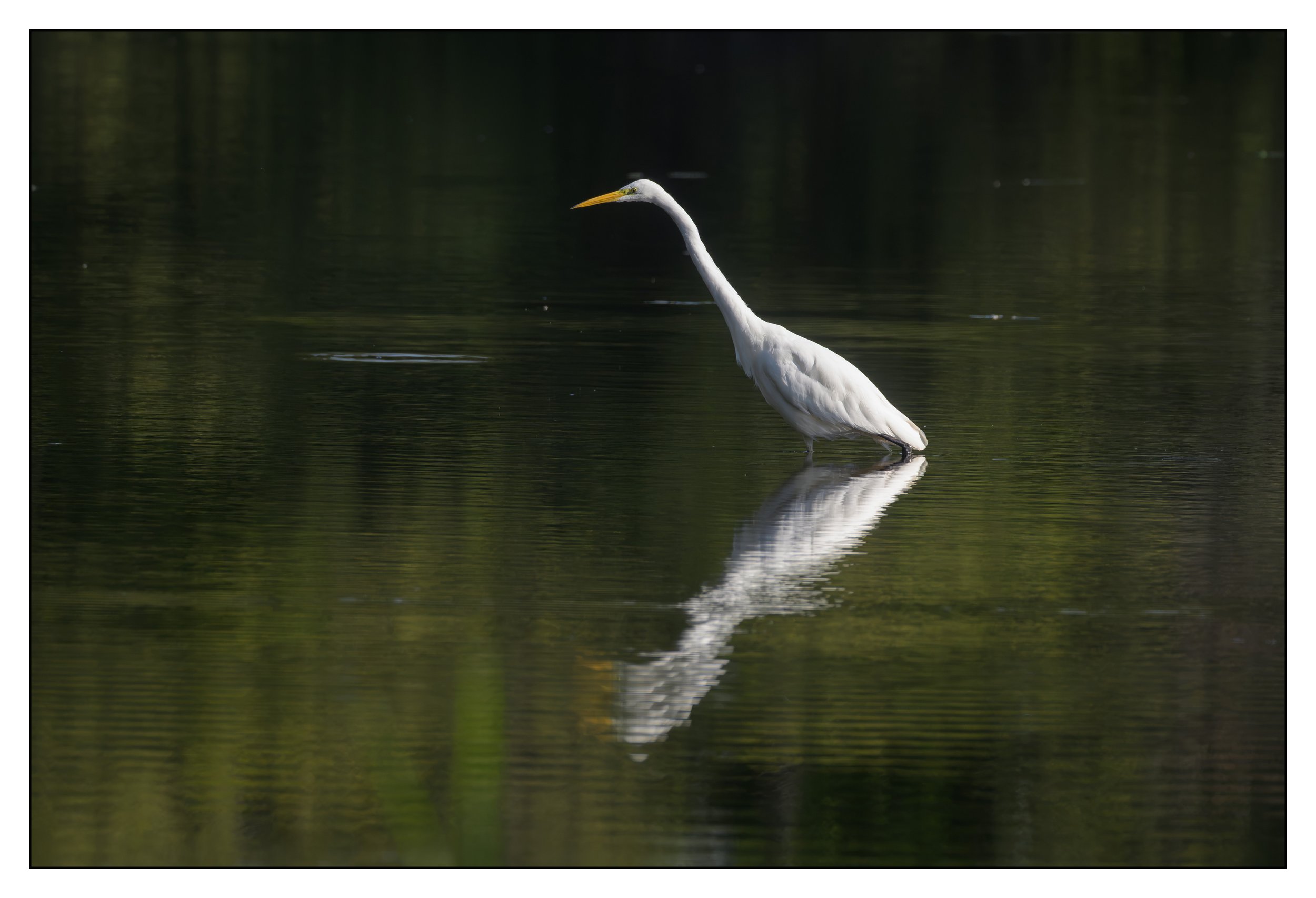 Water Reflections