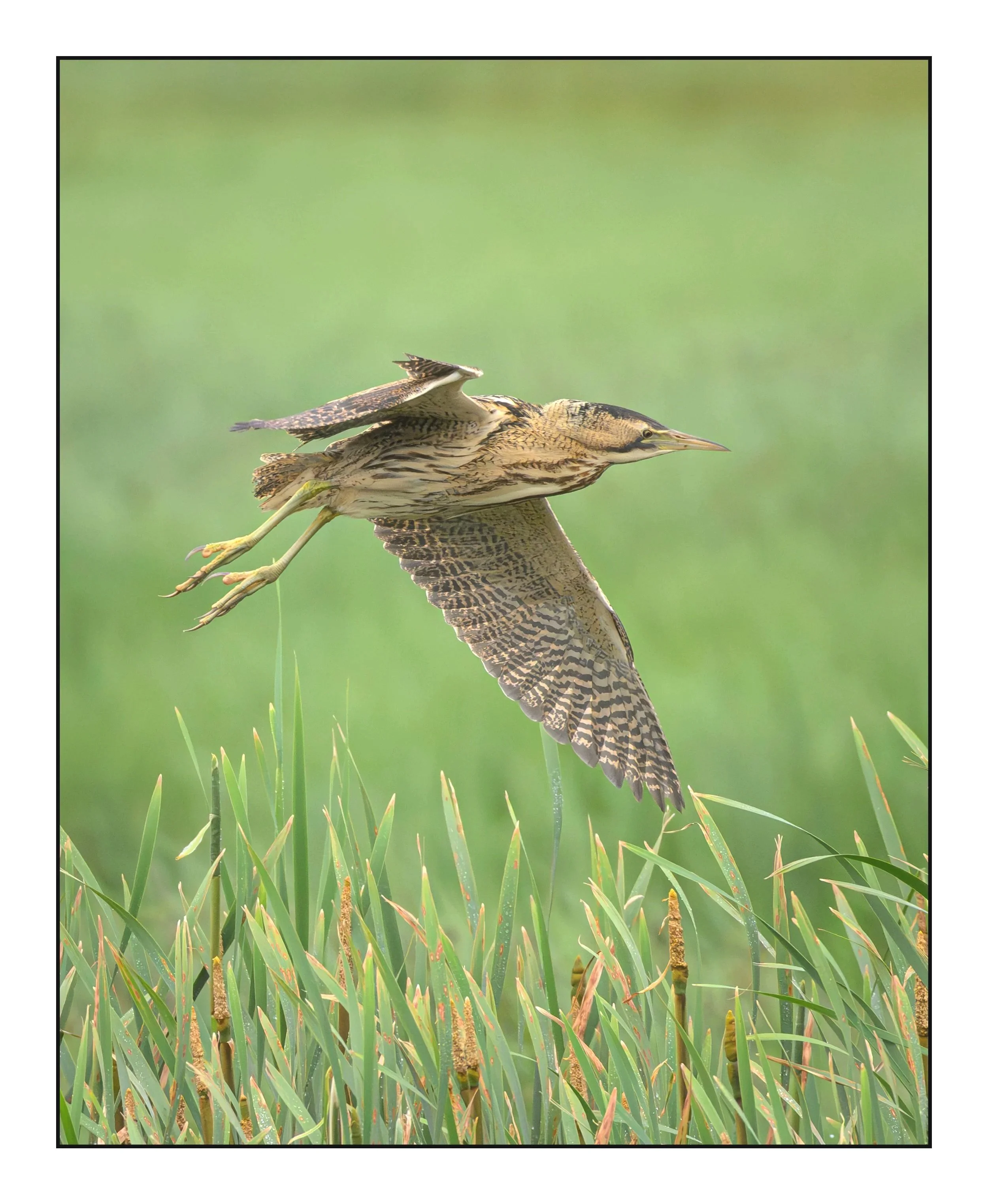 Bittern
