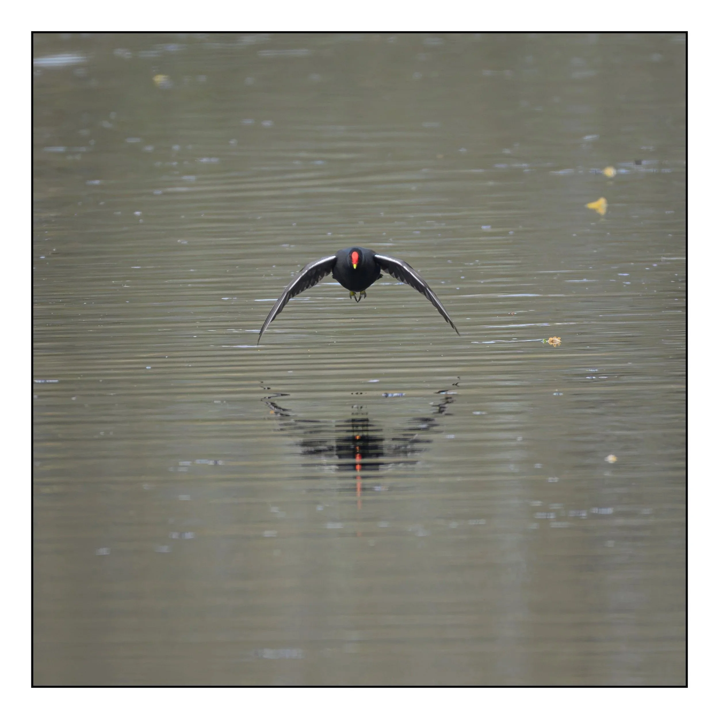 Moorhen