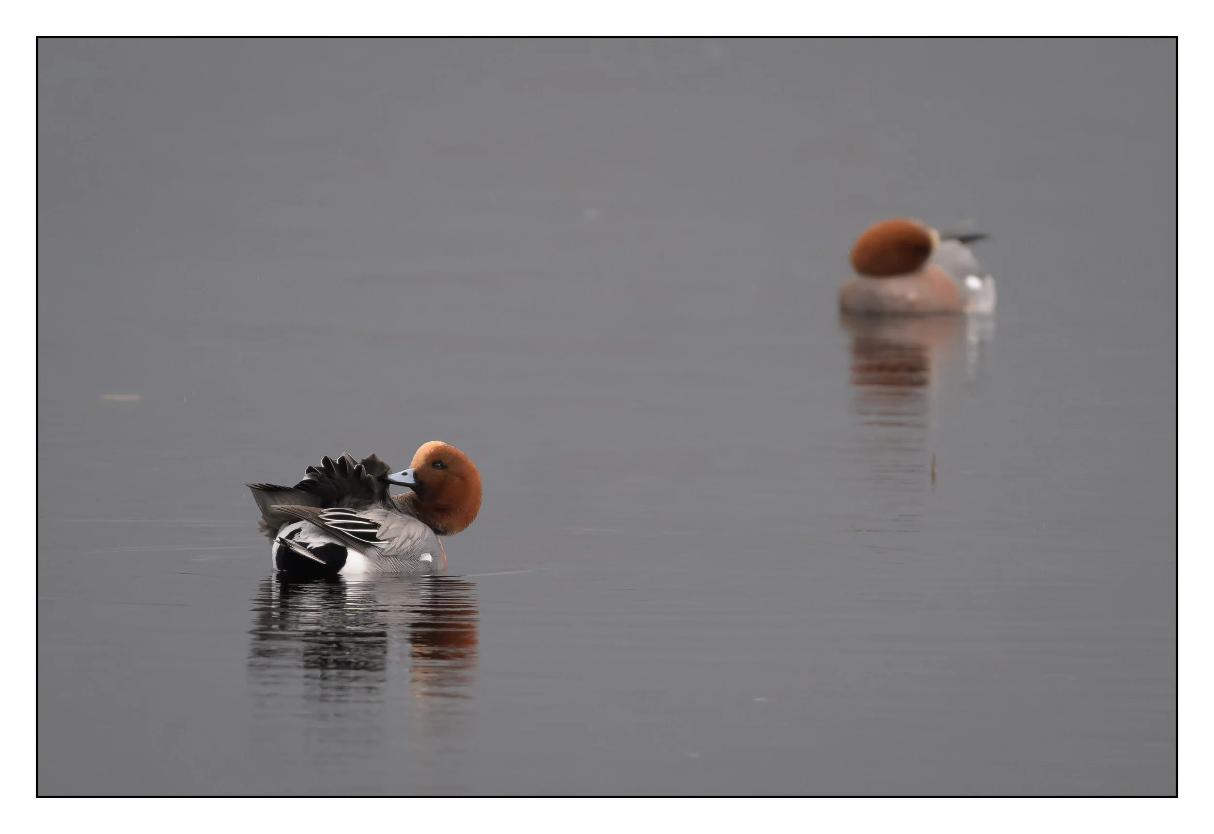 Wigeon
