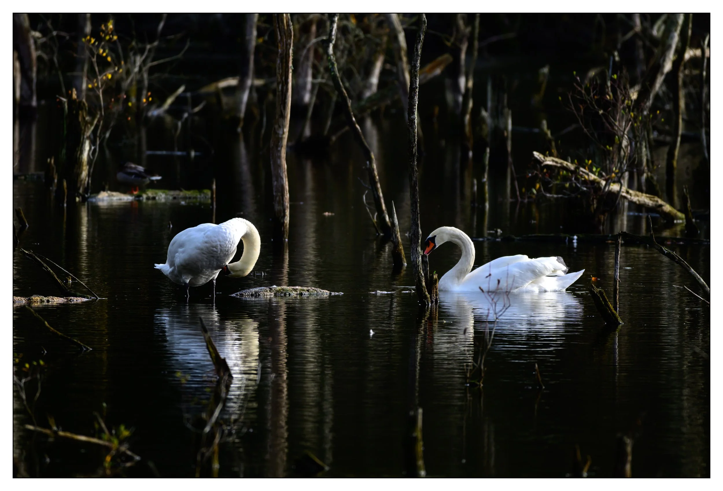 Mute Swan