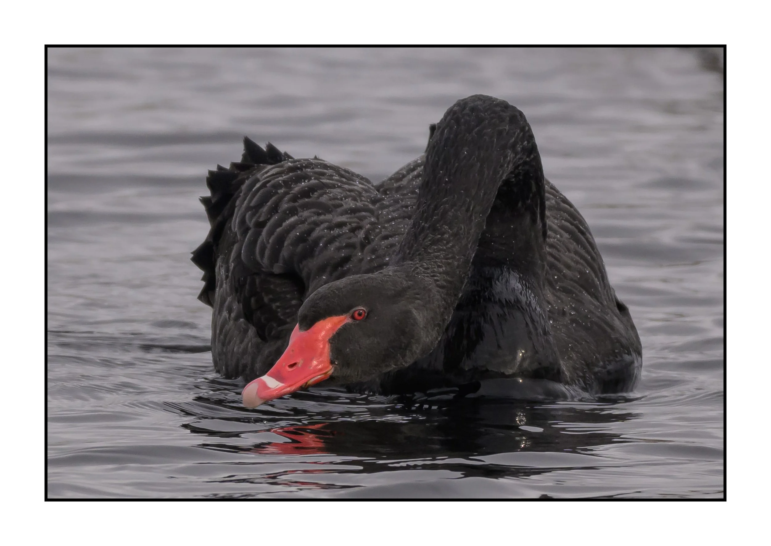 Black Swan