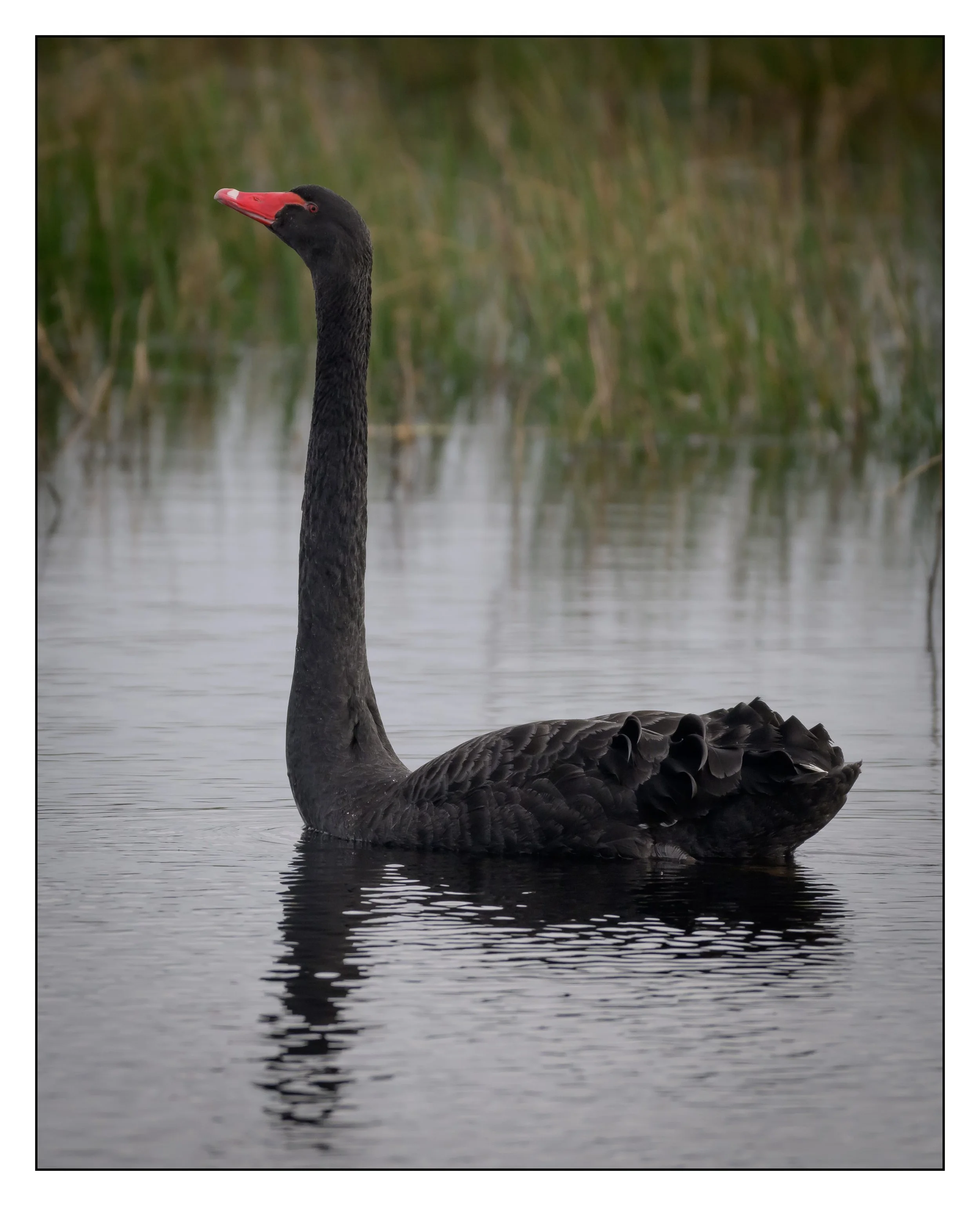 Black Swan