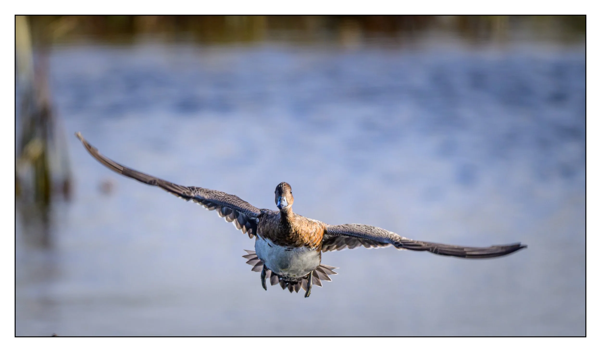 Wigeon